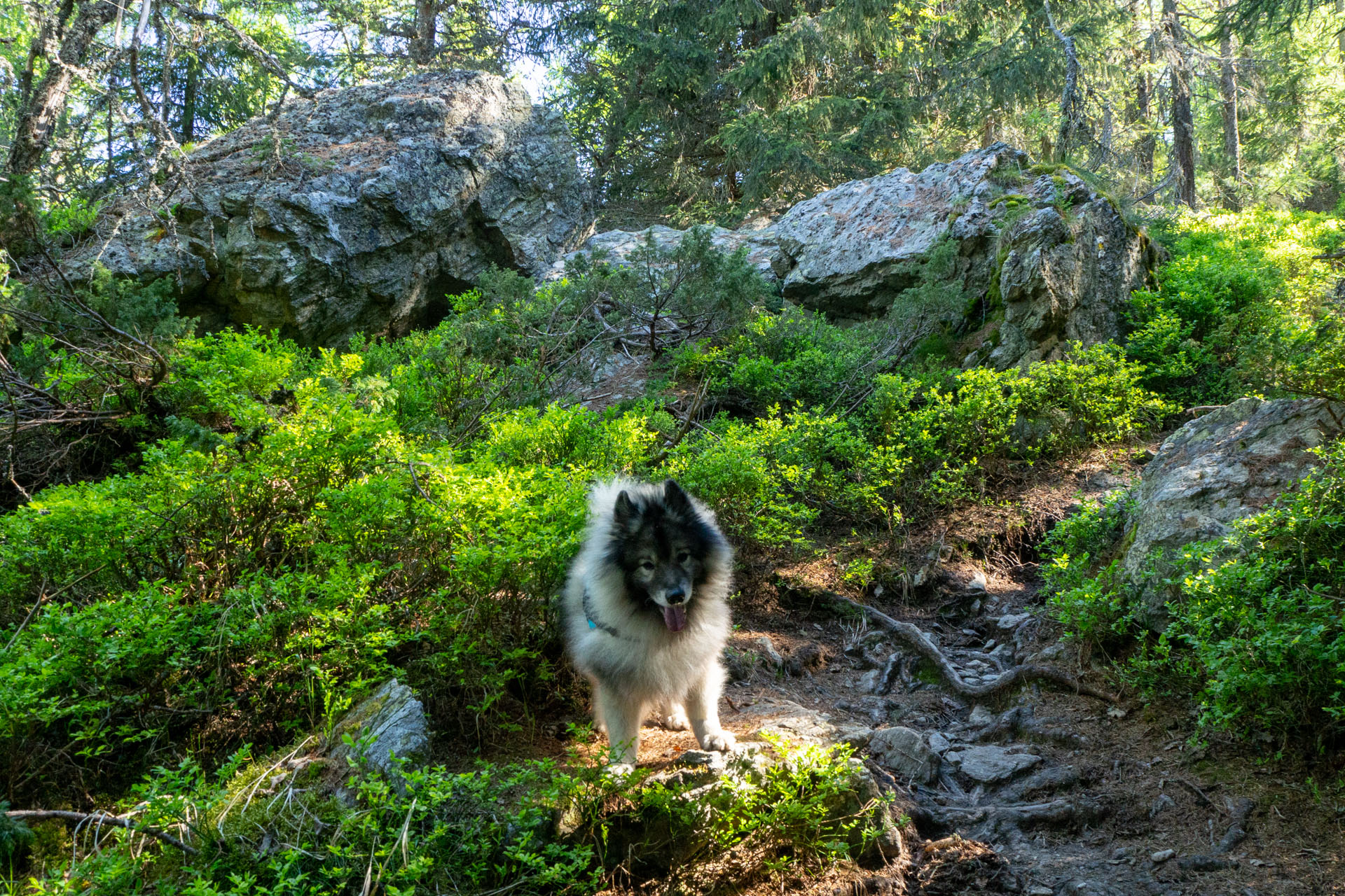 Baranec zo Žiarskej doliny (Západné Tatry)