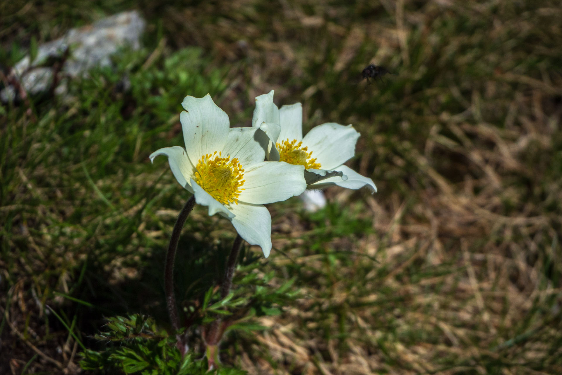 poniklec biely Pulsatilla scherfelii