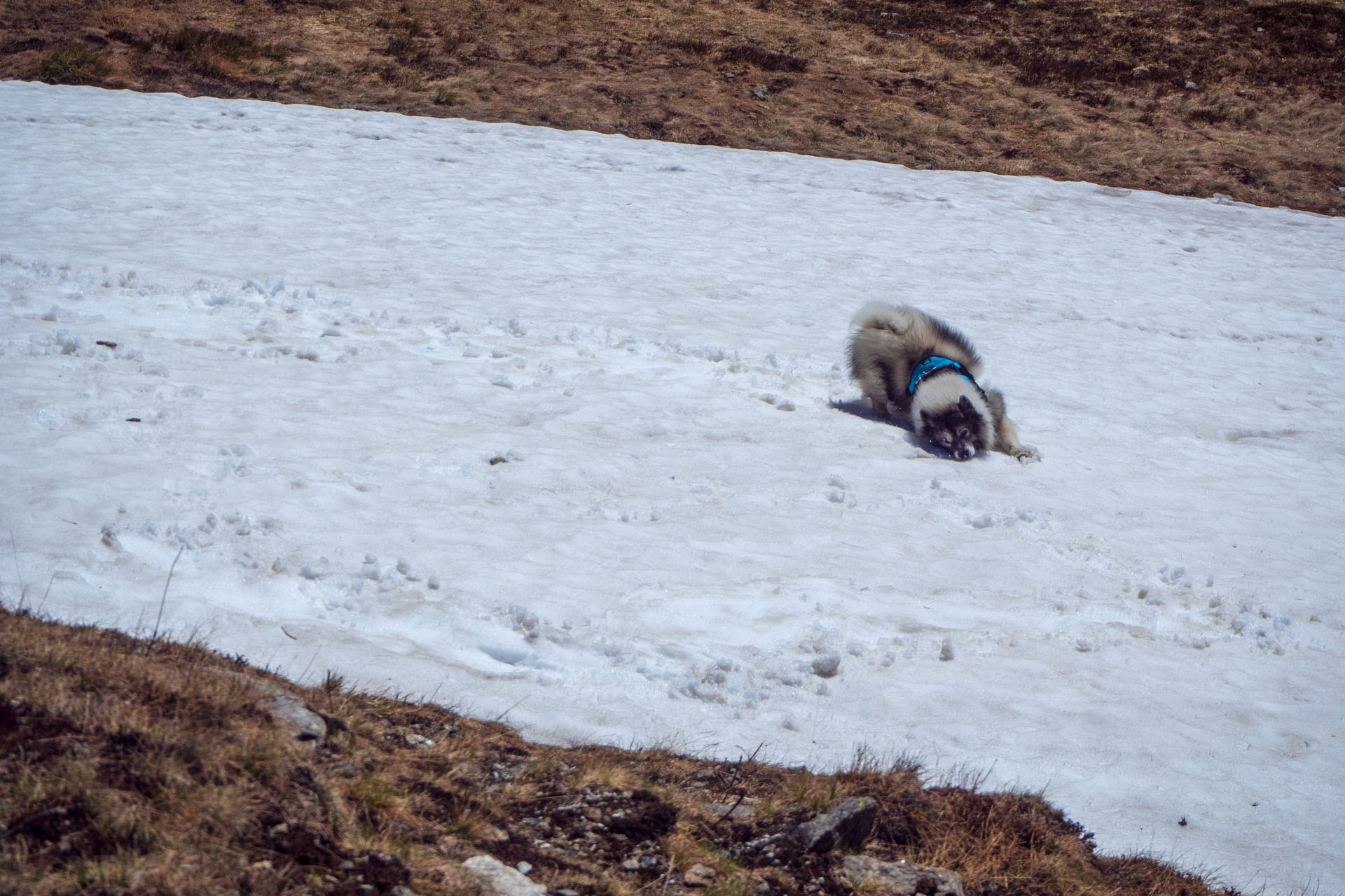 Baranec zo Žiarskej doliny (Západné Tatry)