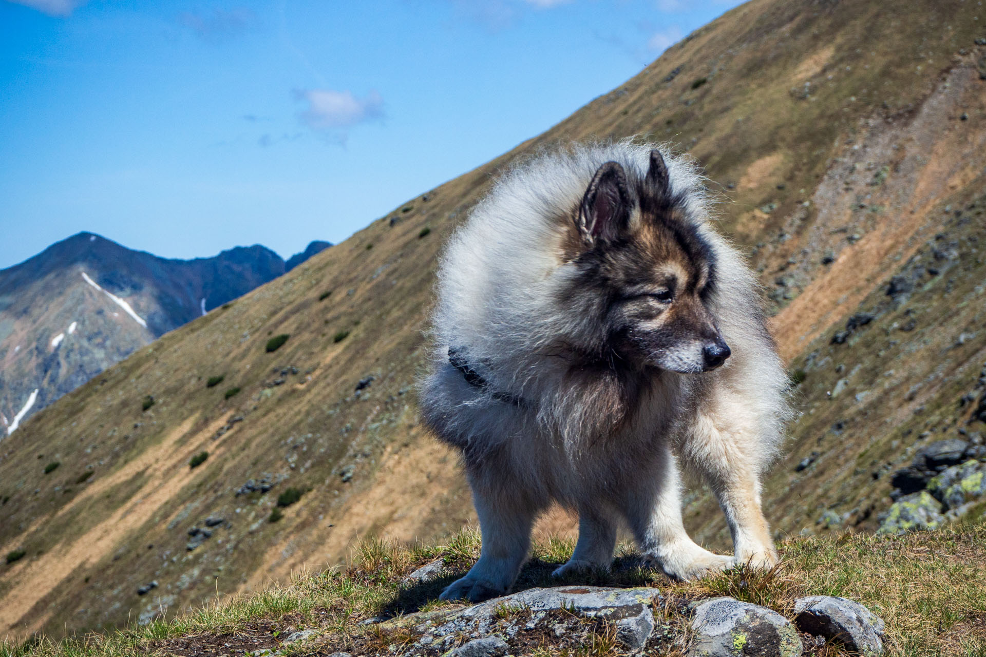 Baranec zo Žiarskej doliny (Západné Tatry)