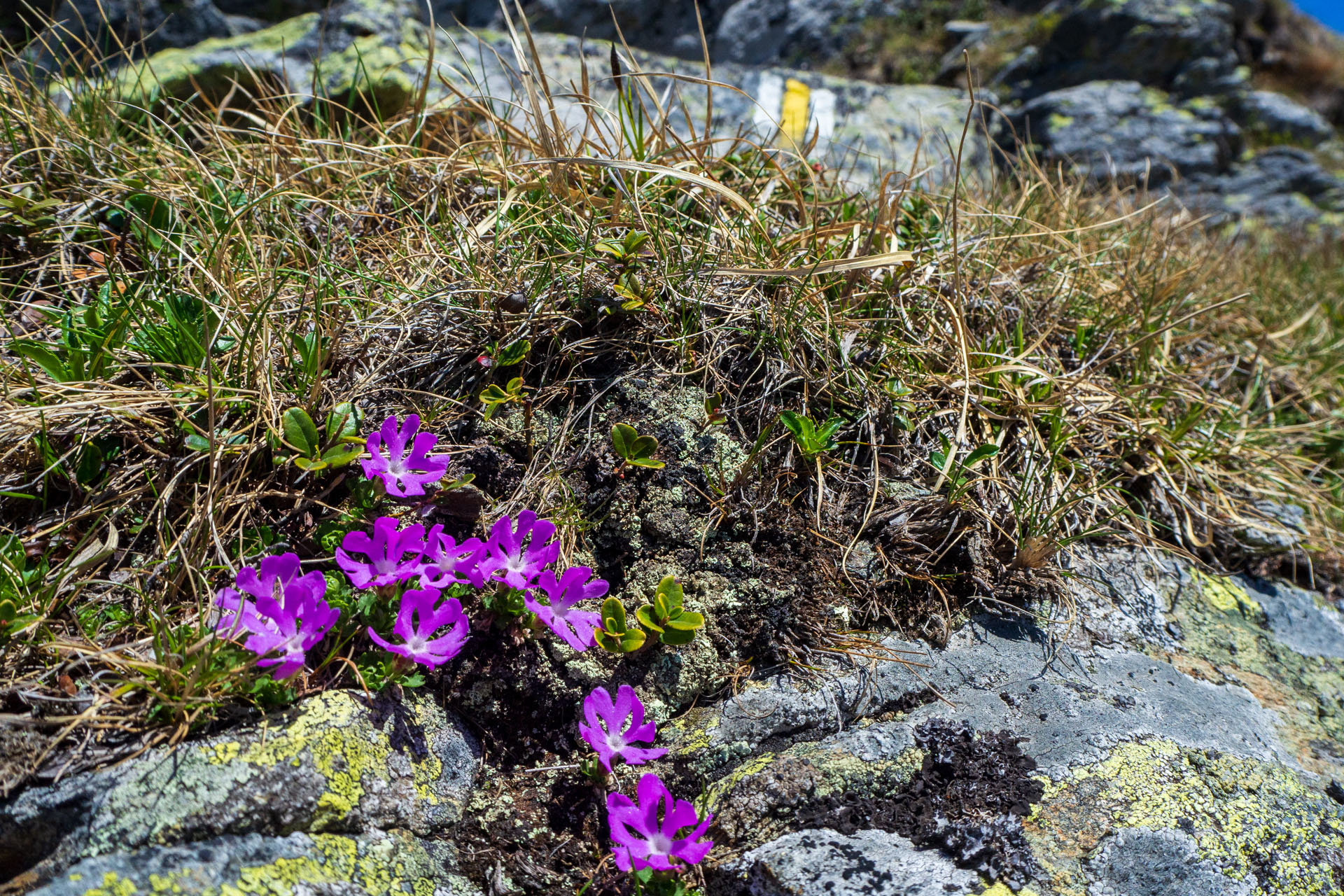 prvosienka najmenšia Primula minima L.