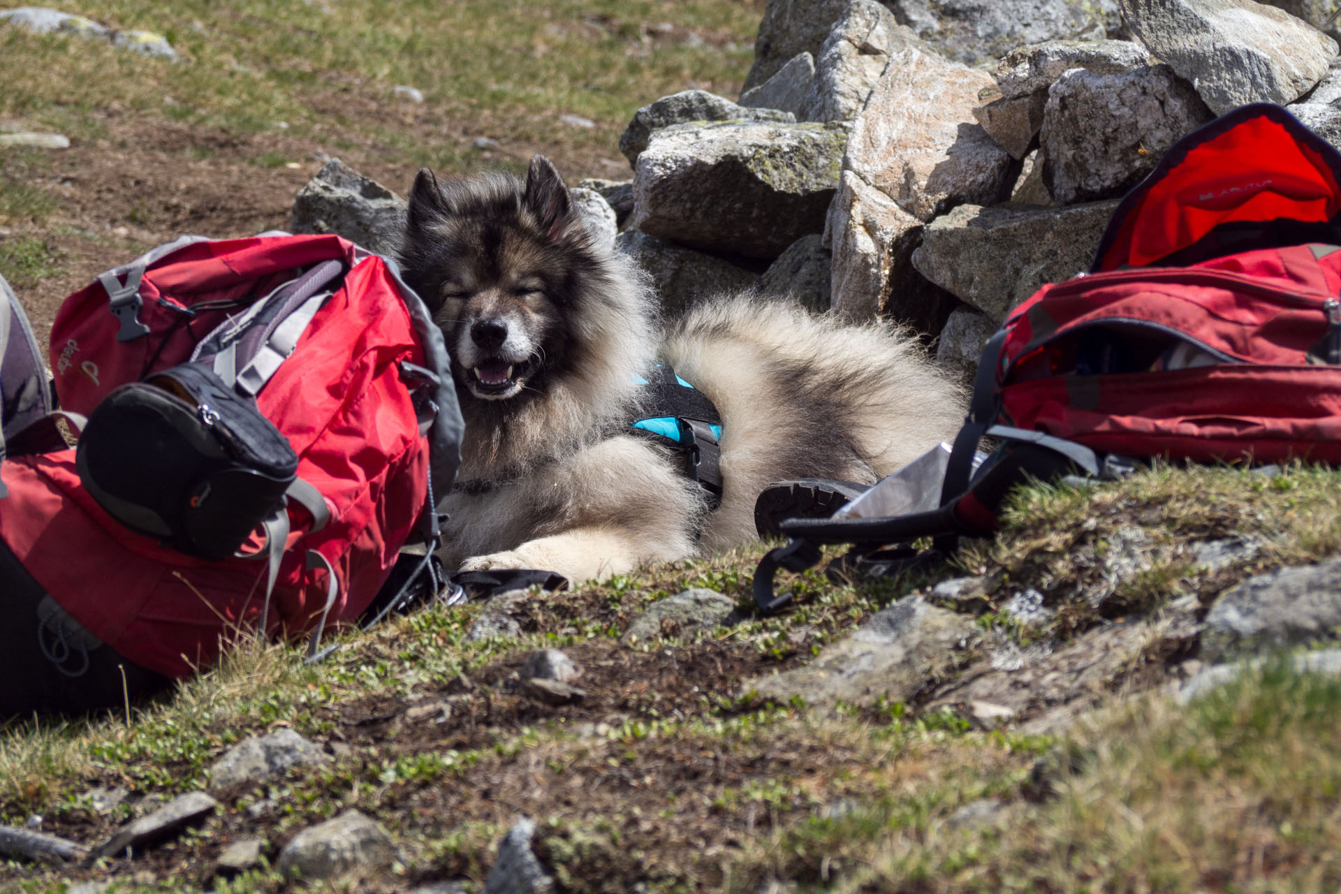 Baranec zo Žiarskej doliny (Západné Tatry)