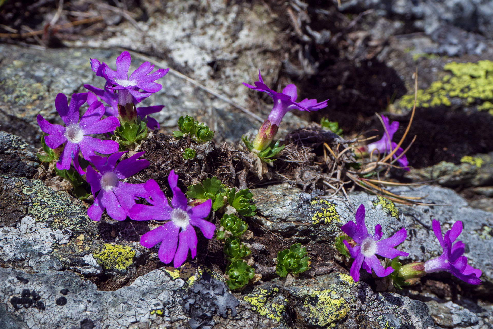 prvosienka najmenšia Primula minima L.