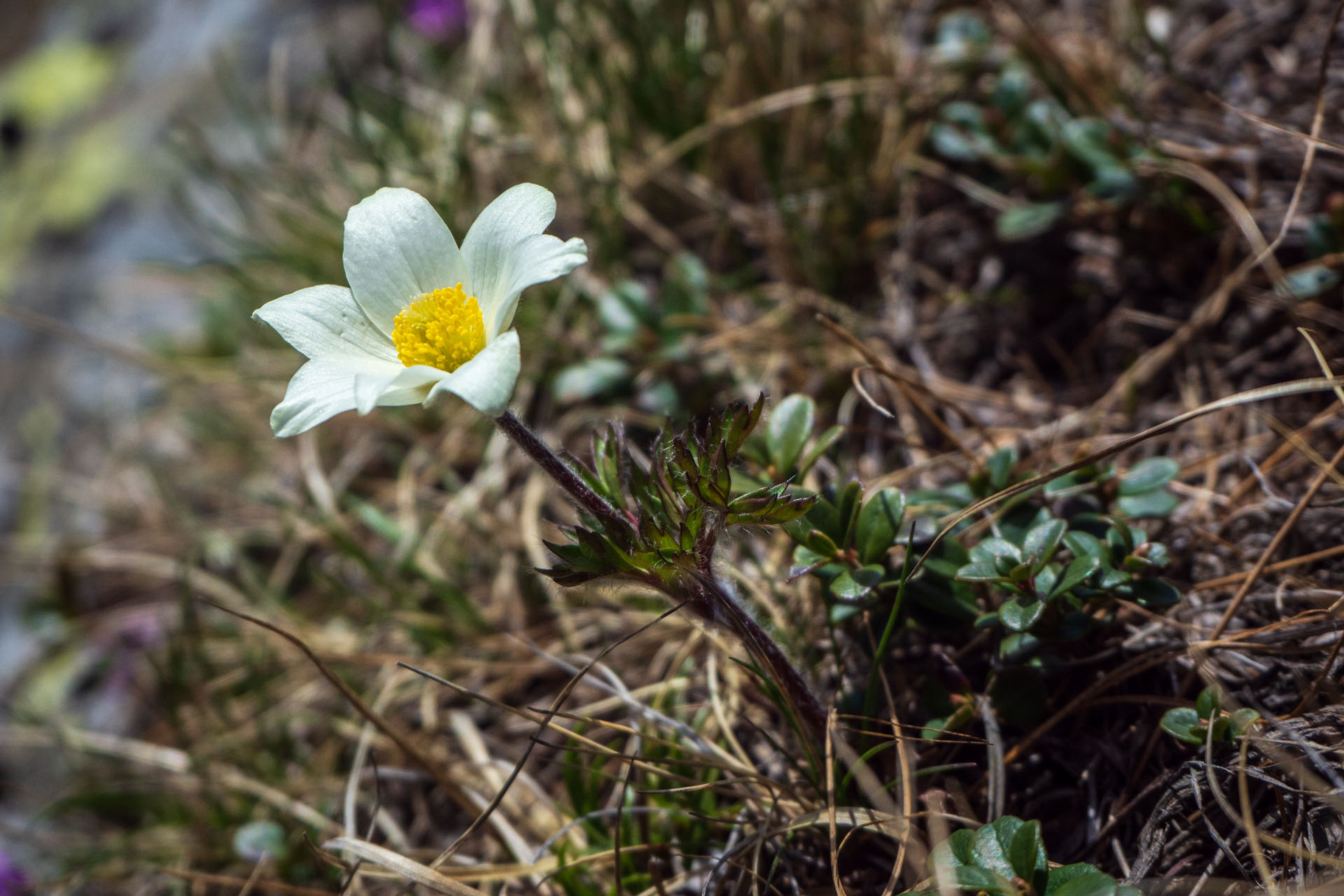 poniklec biely Pulsatilla scherfelii