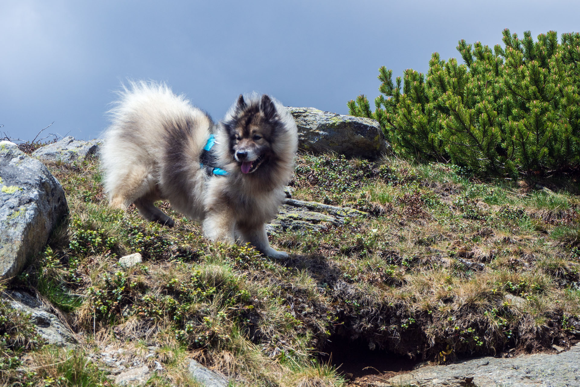 Baranec zo Žiarskej doliny (Západné Tatry)