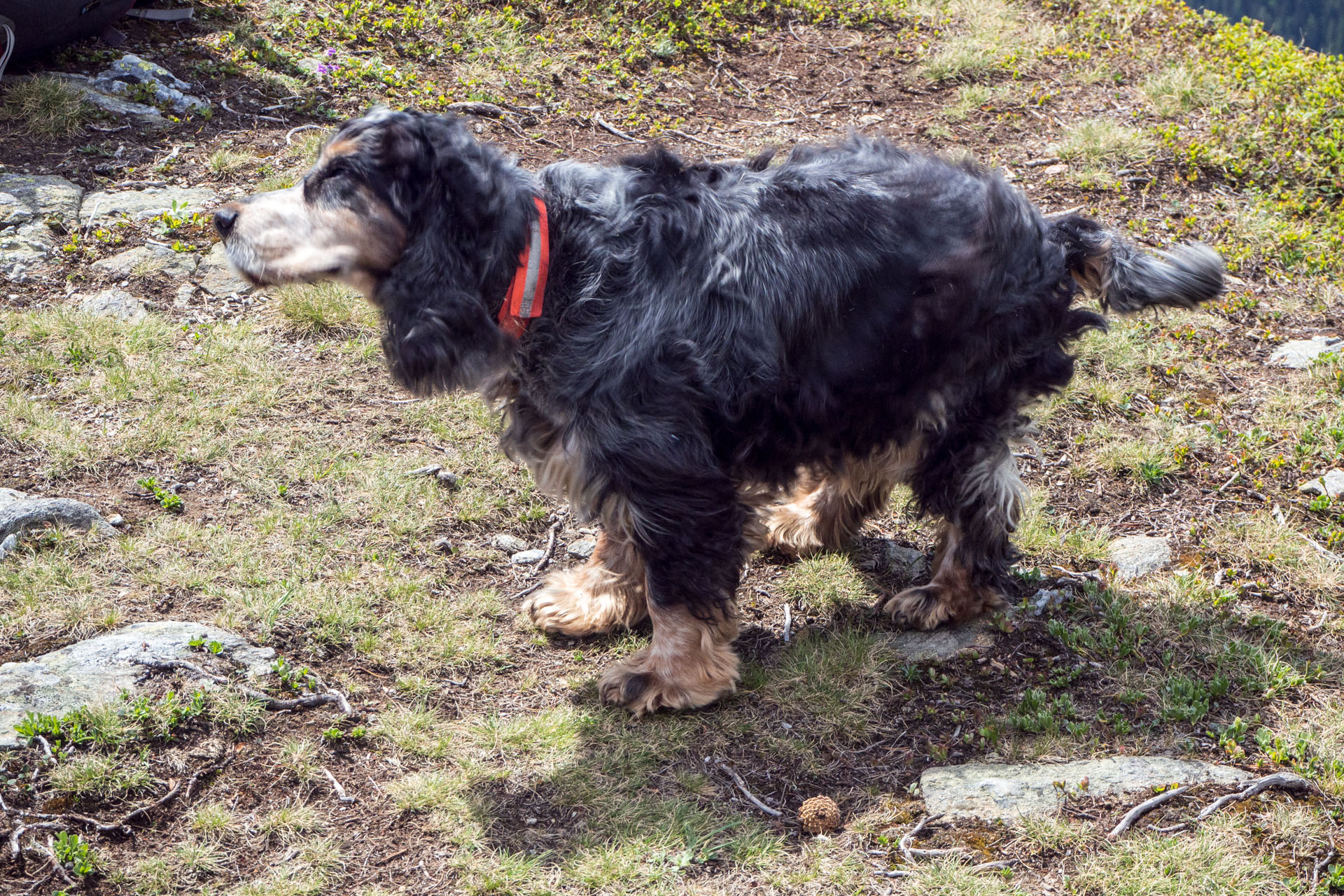 Baranec zo Žiarskej doliny (Západné Tatry)