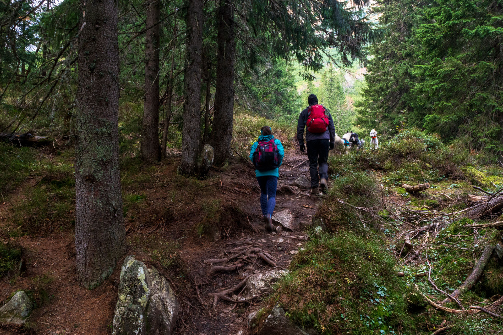 Brestová z Pod Spálenej (Západné Tatry)