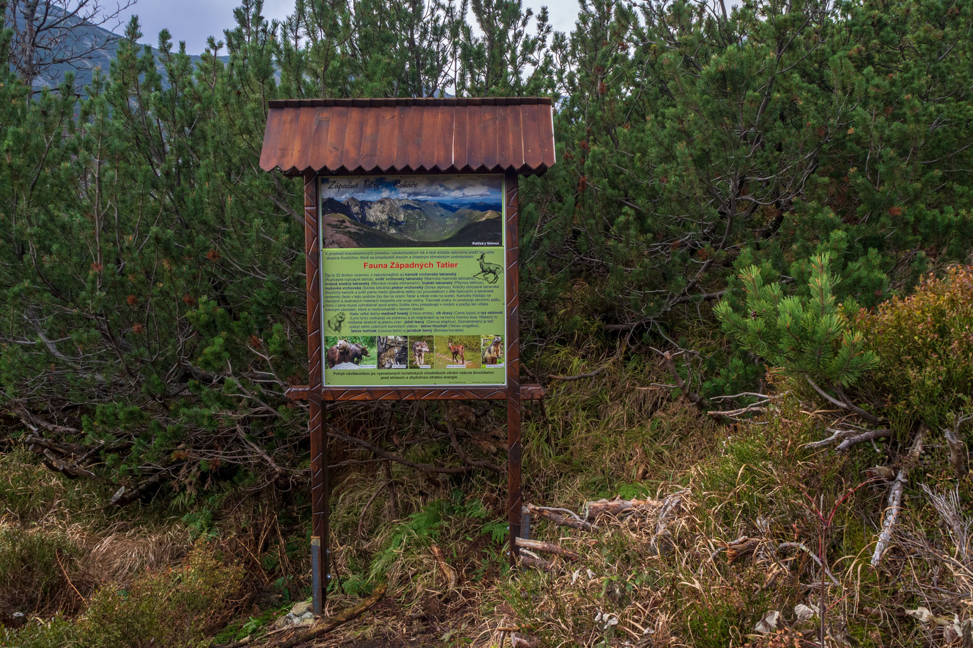 Brestová z Pod Spálenej (Západné Tatry)