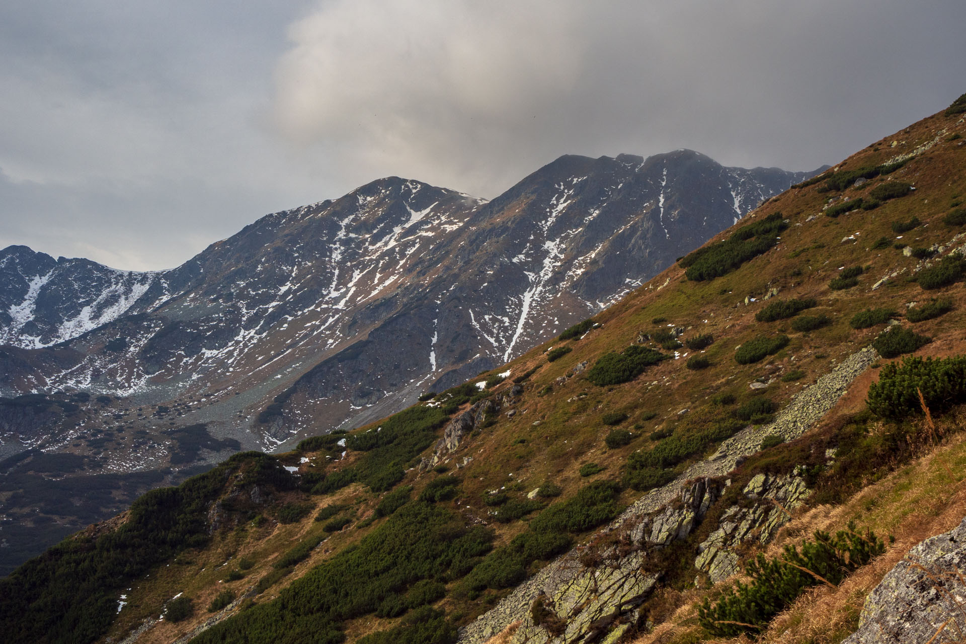 Brestová z Pod Spálenej (Západné Tatry)