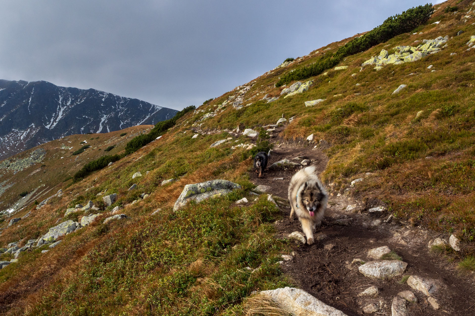 Brestová z Pod Spálenej (Západné Tatry)