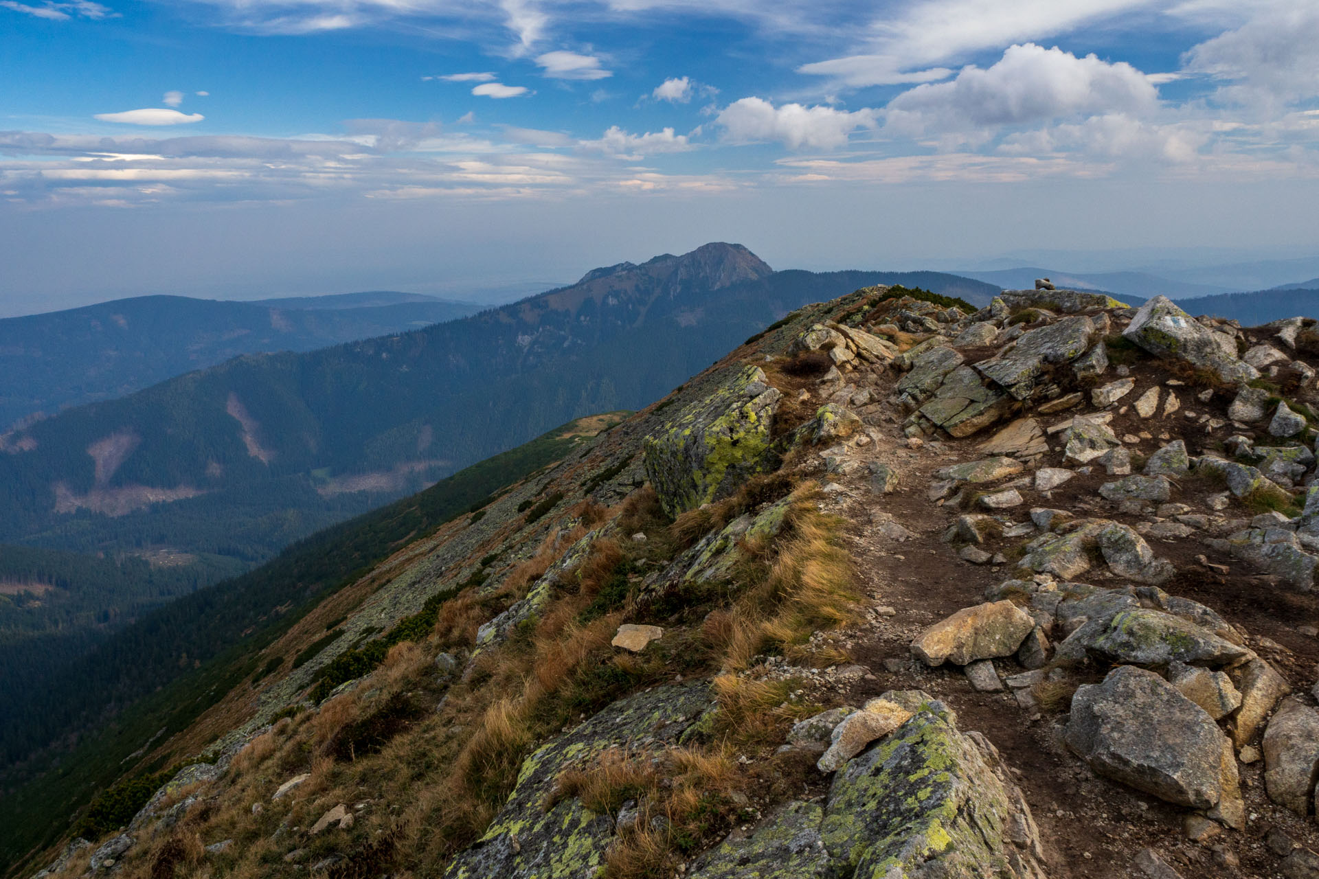 Brestová z Pod Spálenej (Západné Tatry)