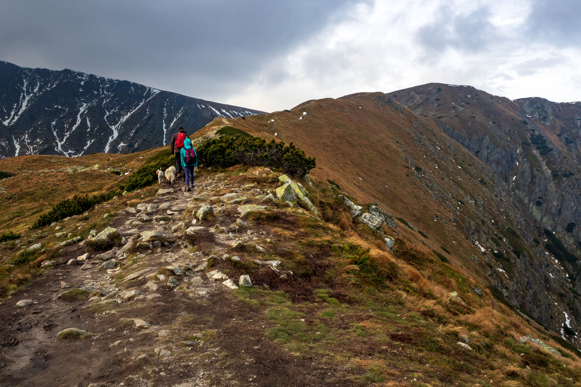 Brestová z Pod Spálenej (Západné Tatry)