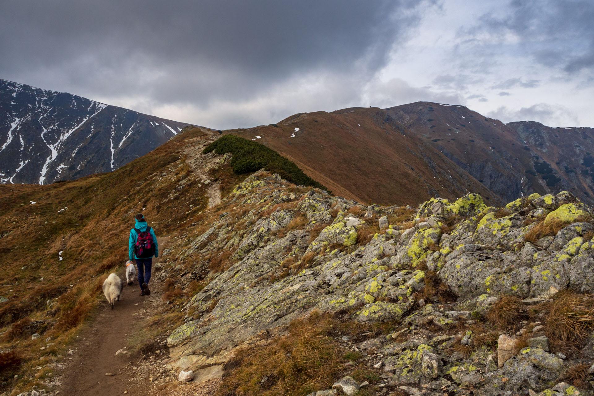 Brestová z Pod Spálenej (Západné Tatry)