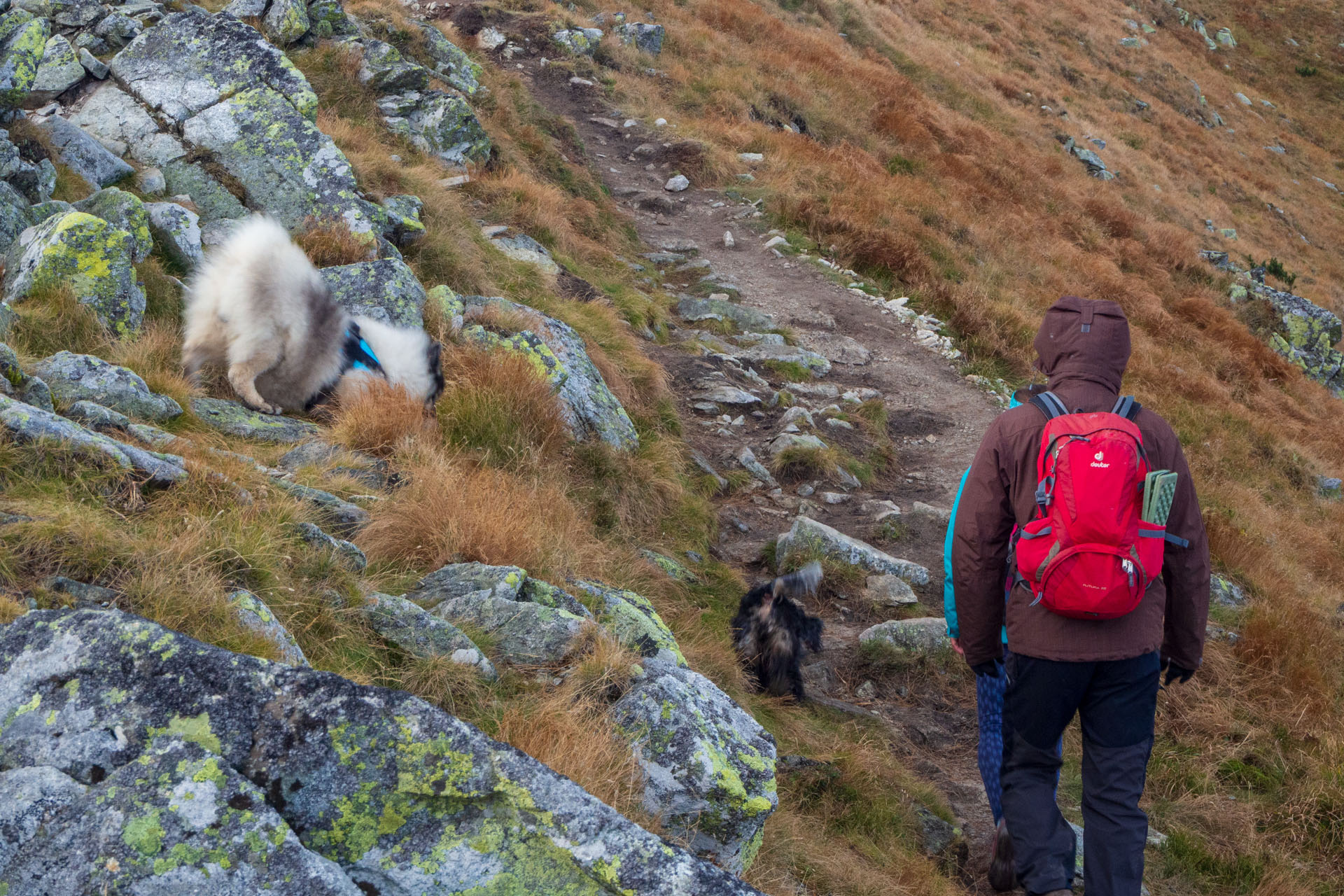 Brestová z Pod Spálenej (Západné Tatry)