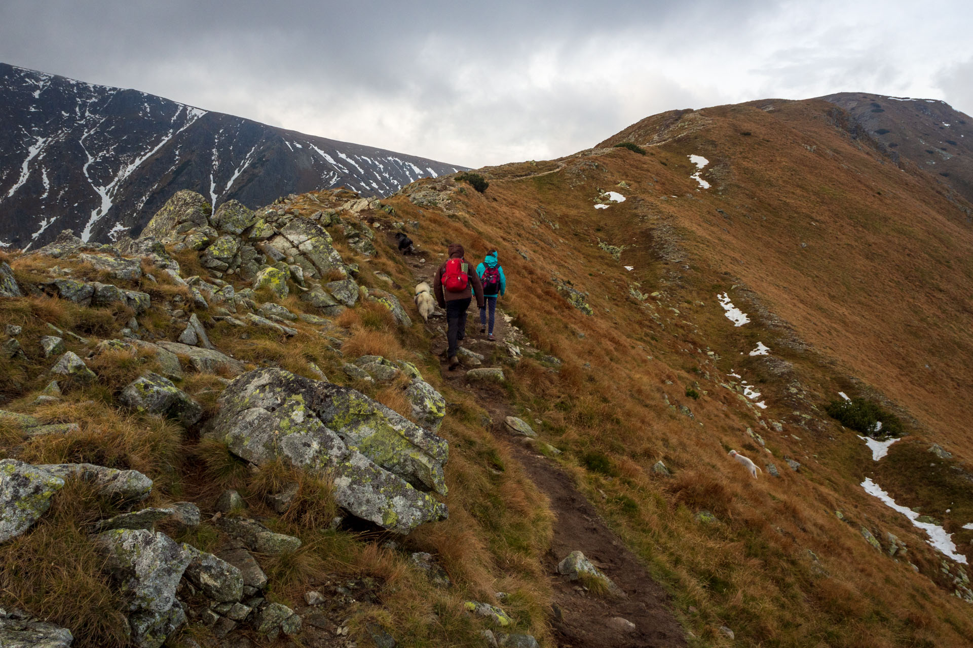 Brestová z Pod Spálenej (Západné Tatry)