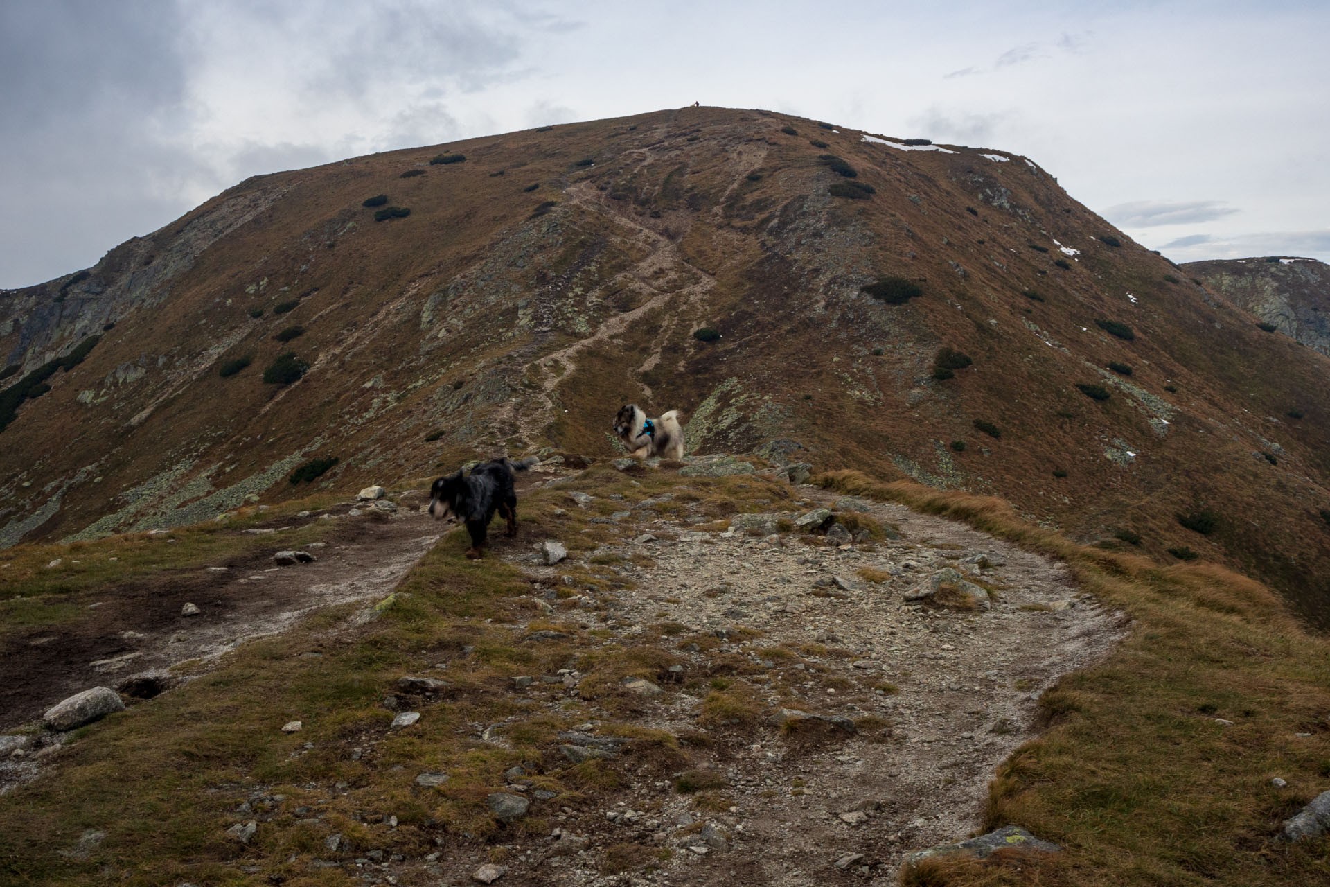 Brestová z Pod Spálenej (Západné Tatry)