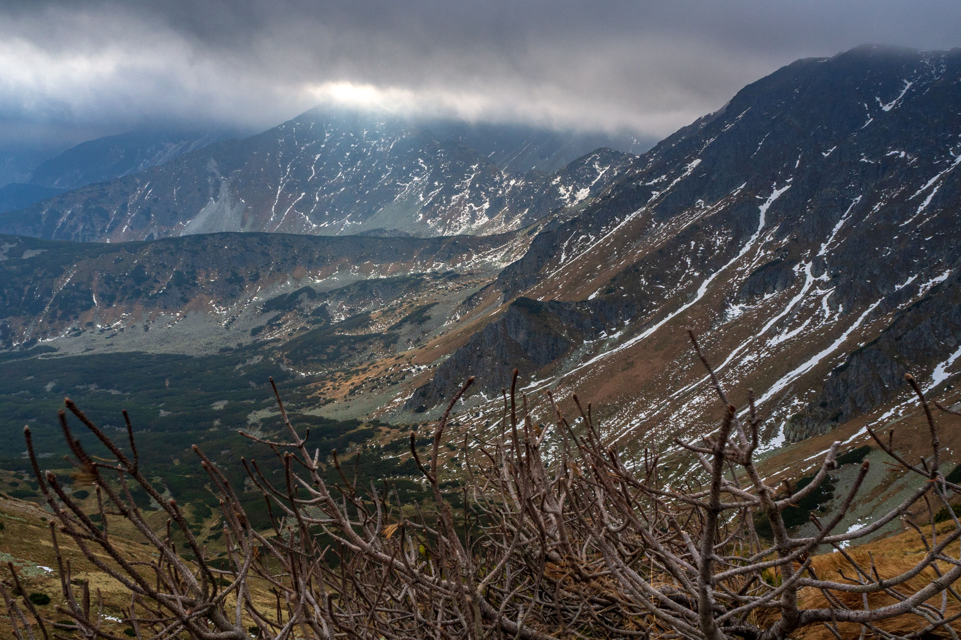 Brestová z Pod Spálenej (Západné Tatry)