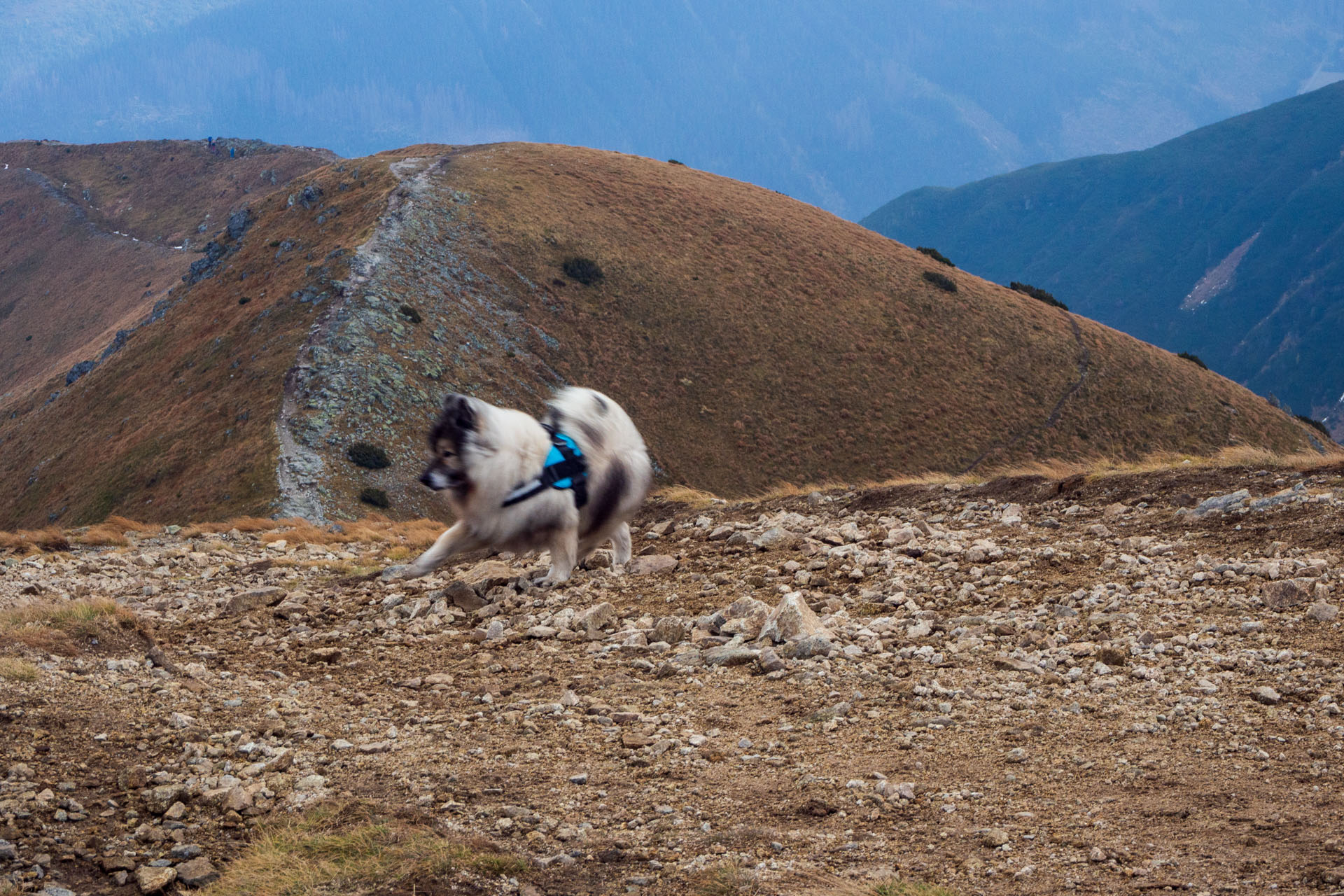 Brestová z Pod Spálenej (Západné Tatry)