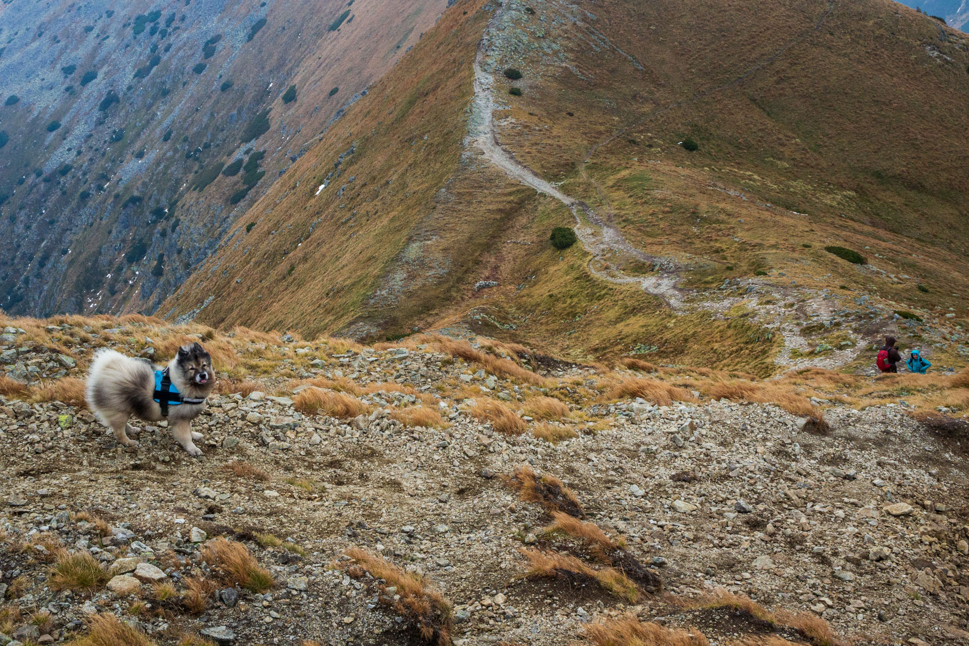 Brestová z Pod Spálenej (Západné Tatry)