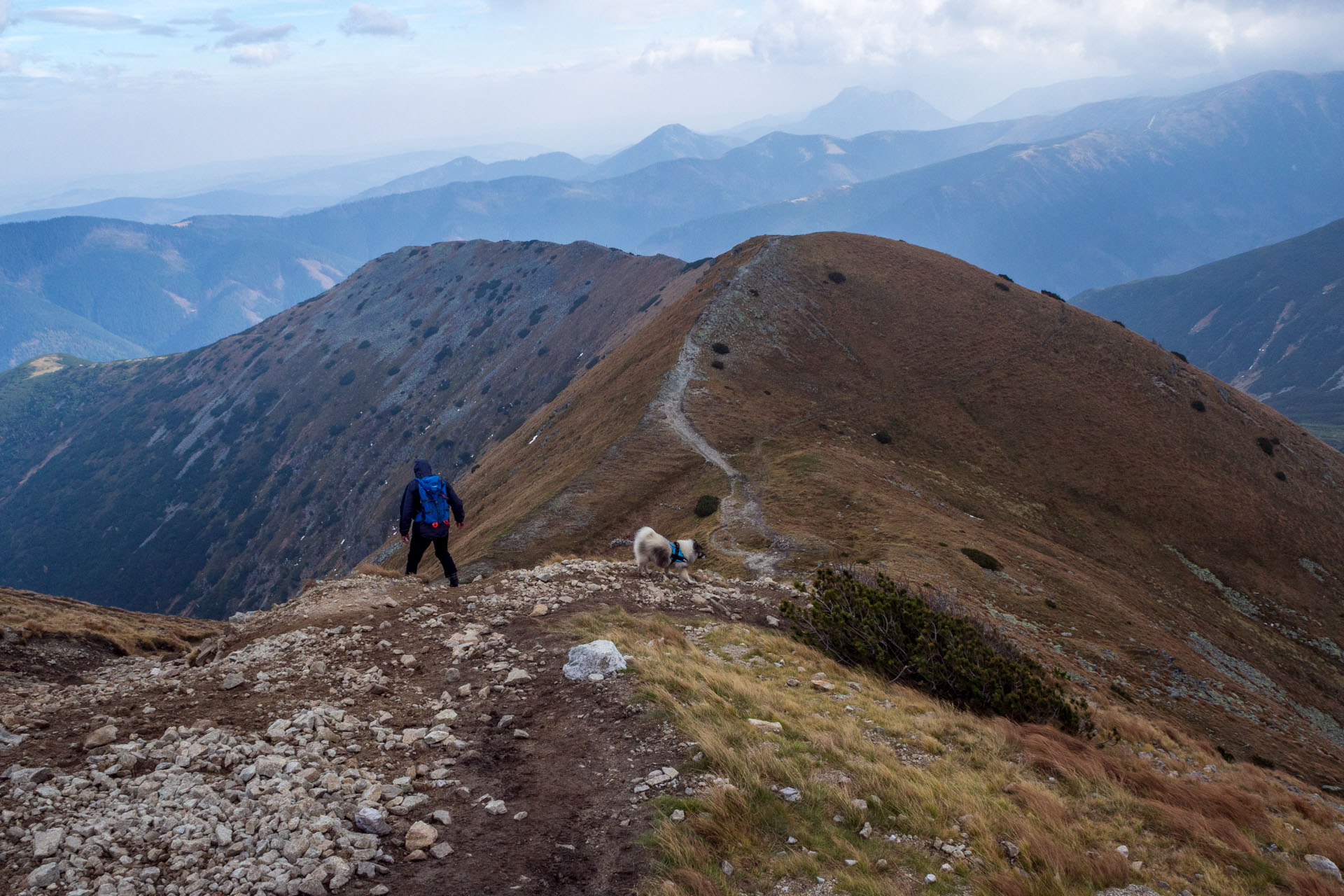 Brestová z Pod Spálenej (Západné Tatry)