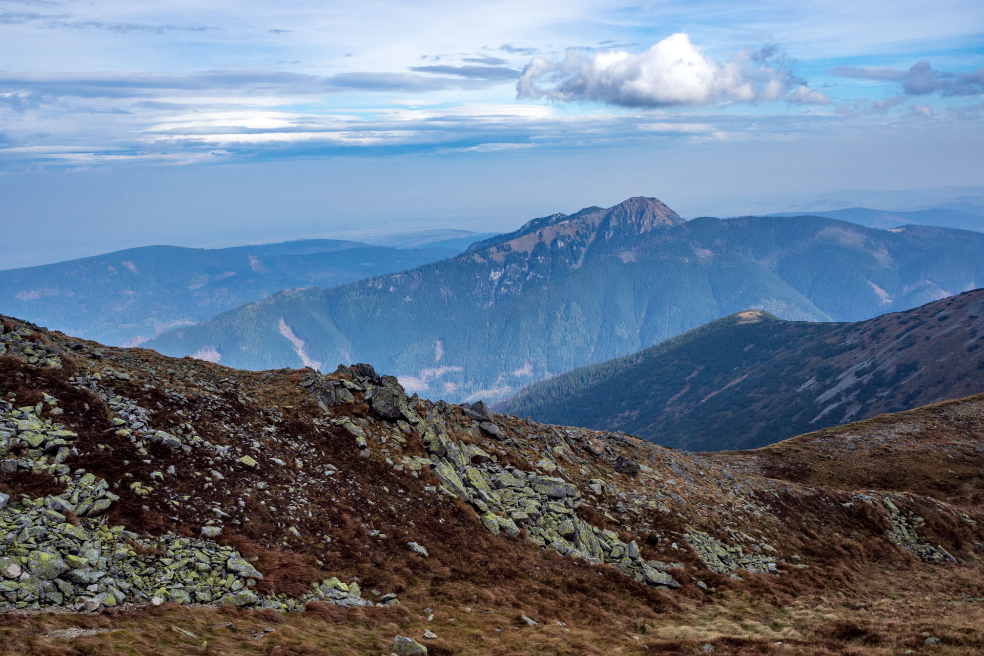 Brestová z Pod Spálenej (Západné Tatry)