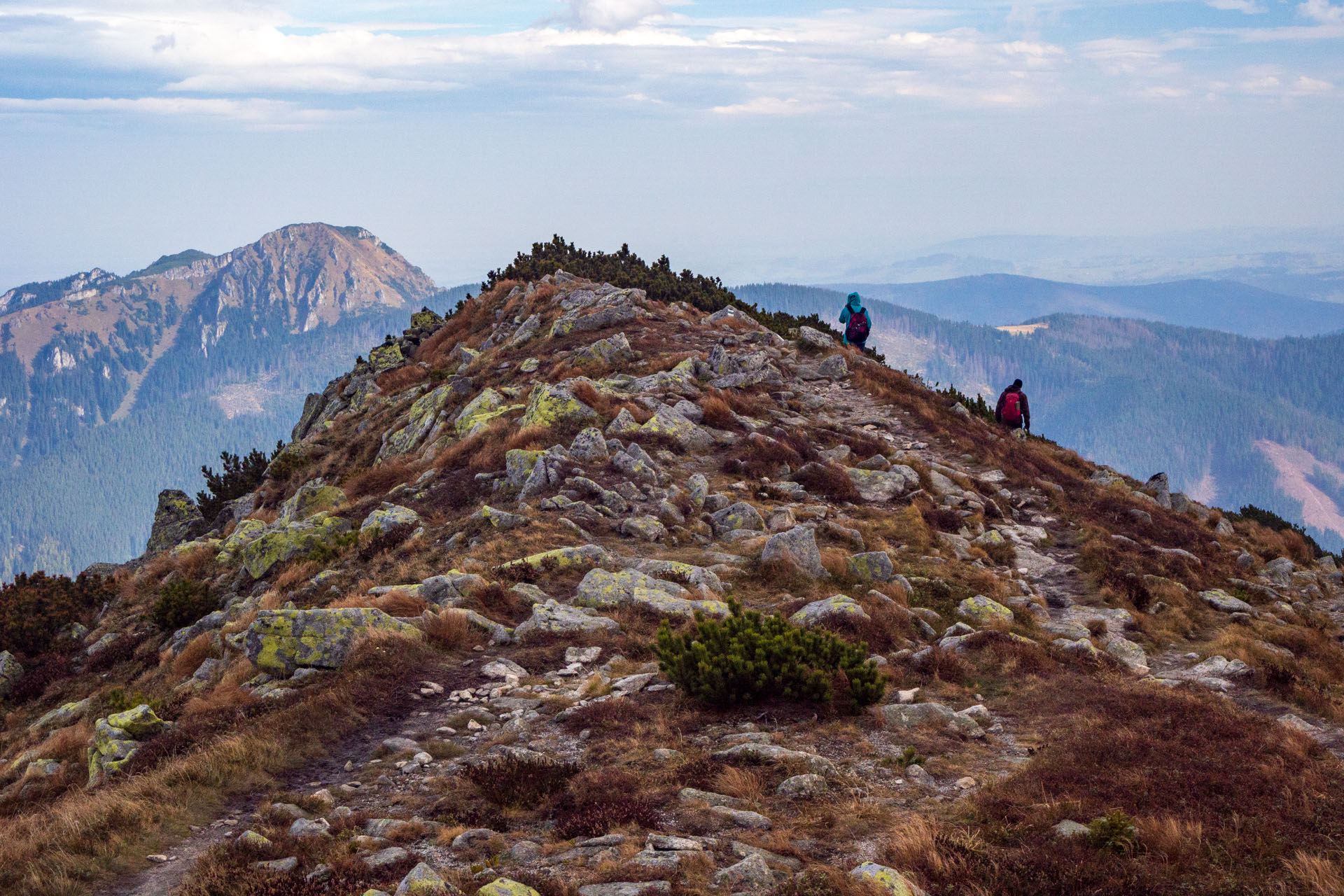 Brestová z Pod Spálenej (Západné Tatry)