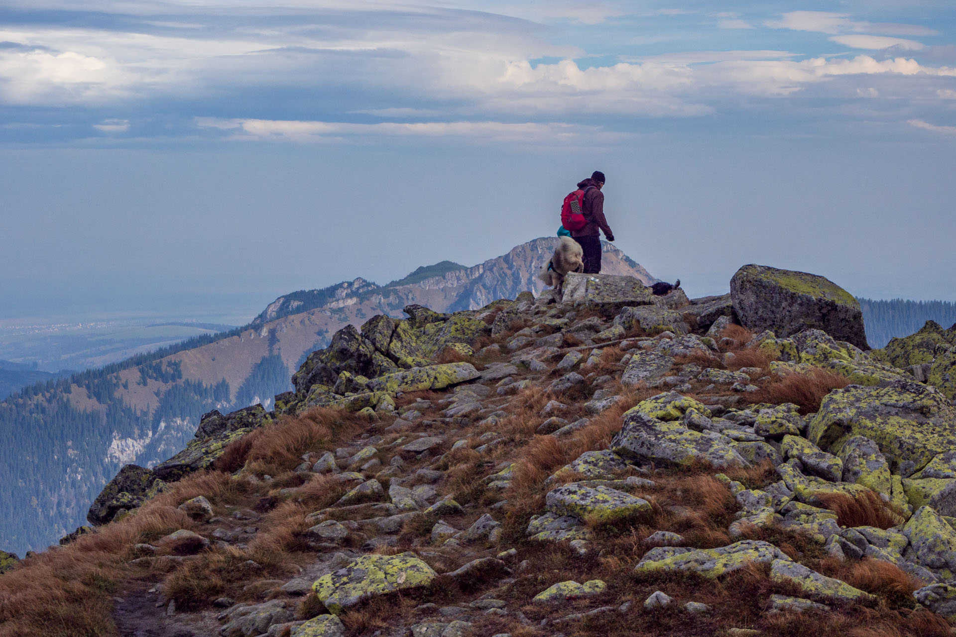 Brestová z Pod Spálenej (Západné Tatry)