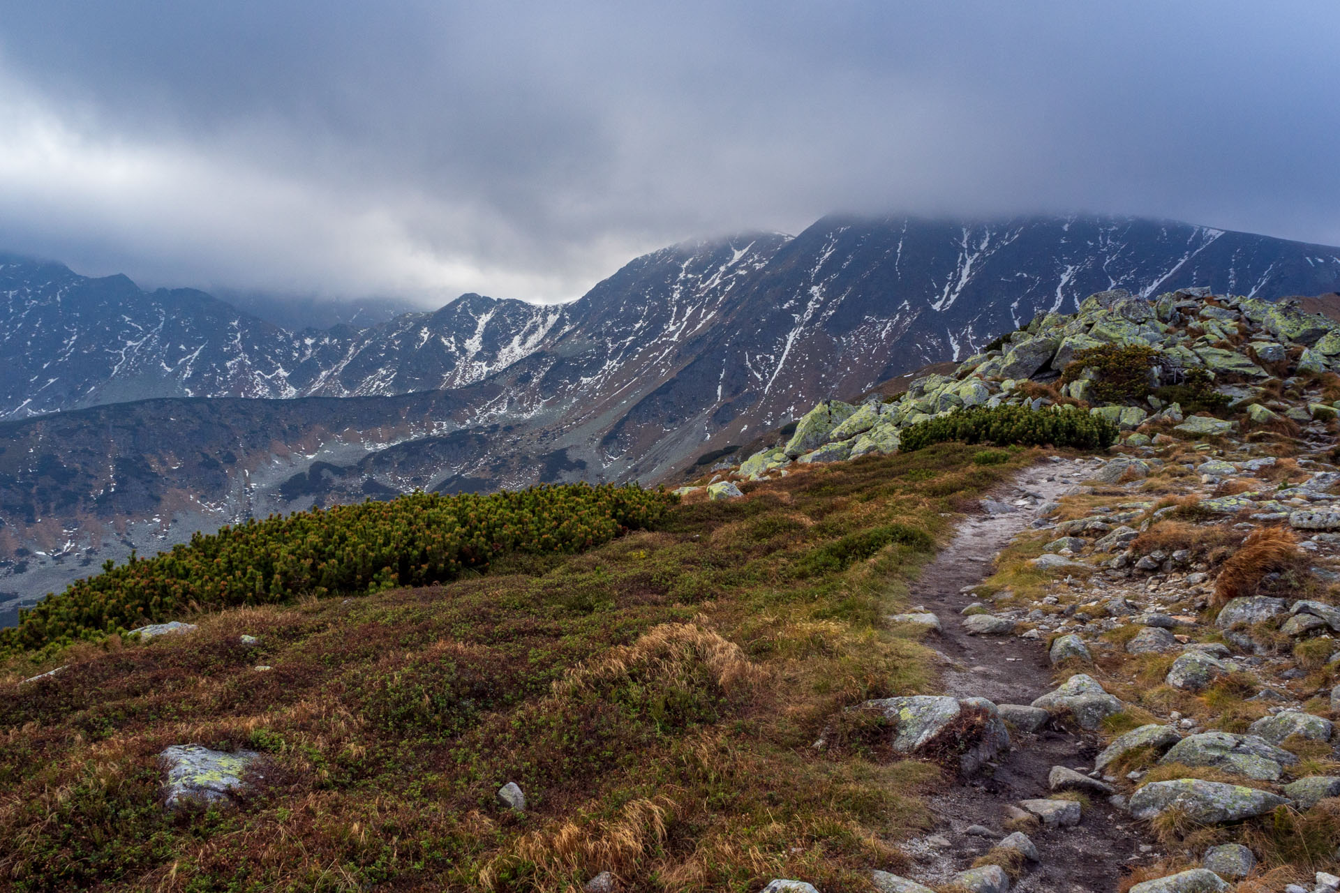 Brestová z Pod Spálenej (Západné Tatry)