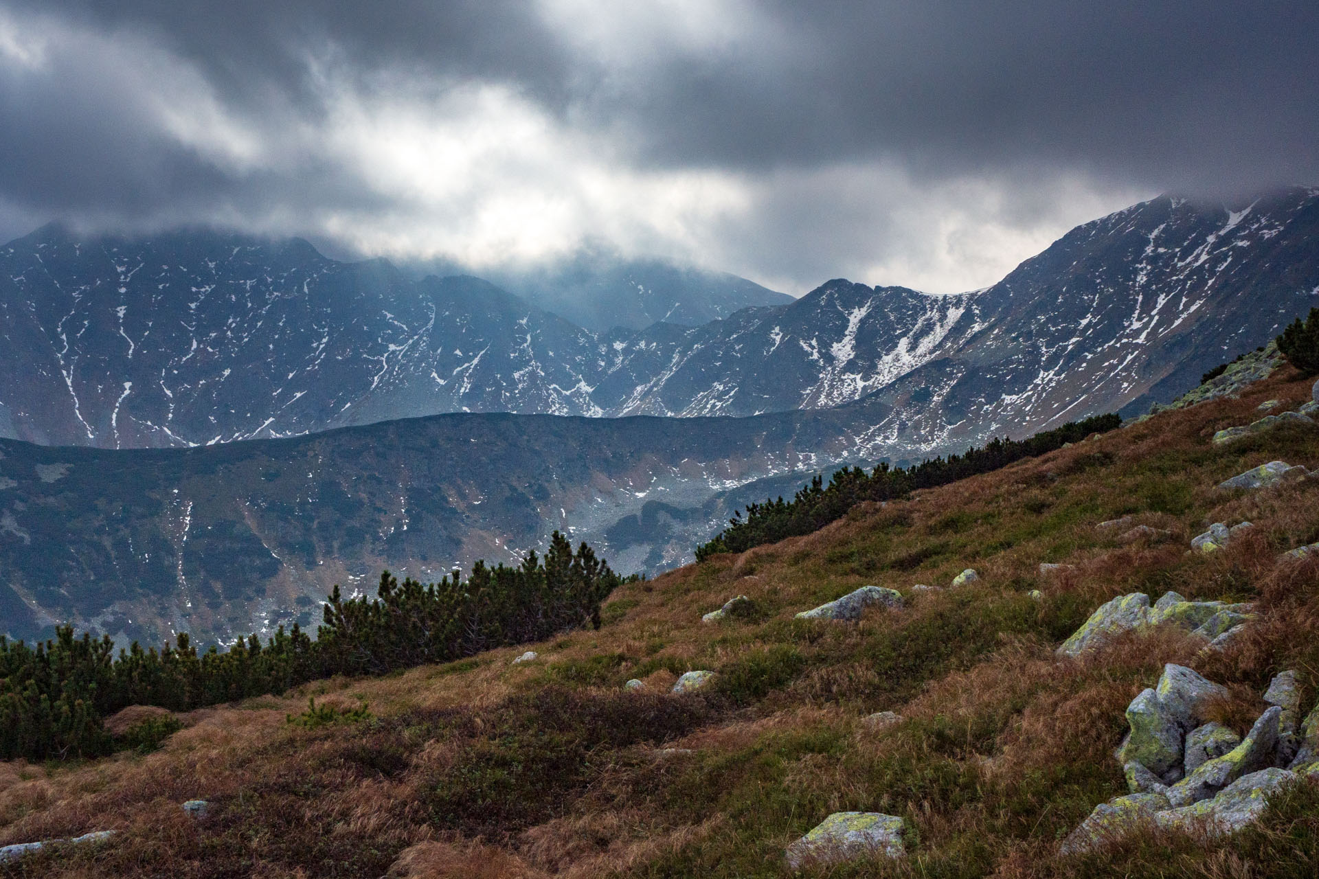 Brestová z Pod Spálenej (Západné Tatry)