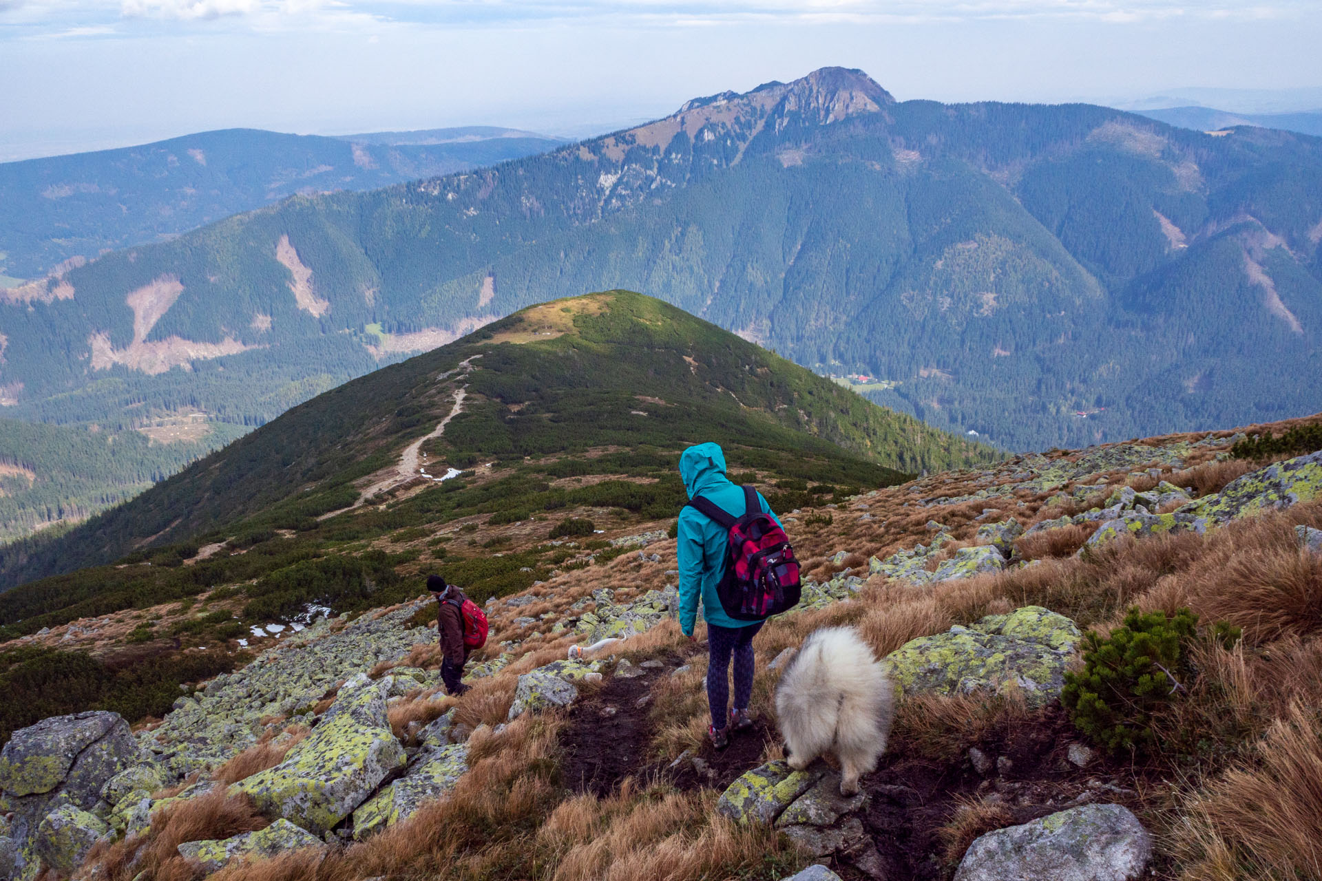 Brestová z Pod Spálenej (Západné Tatry)