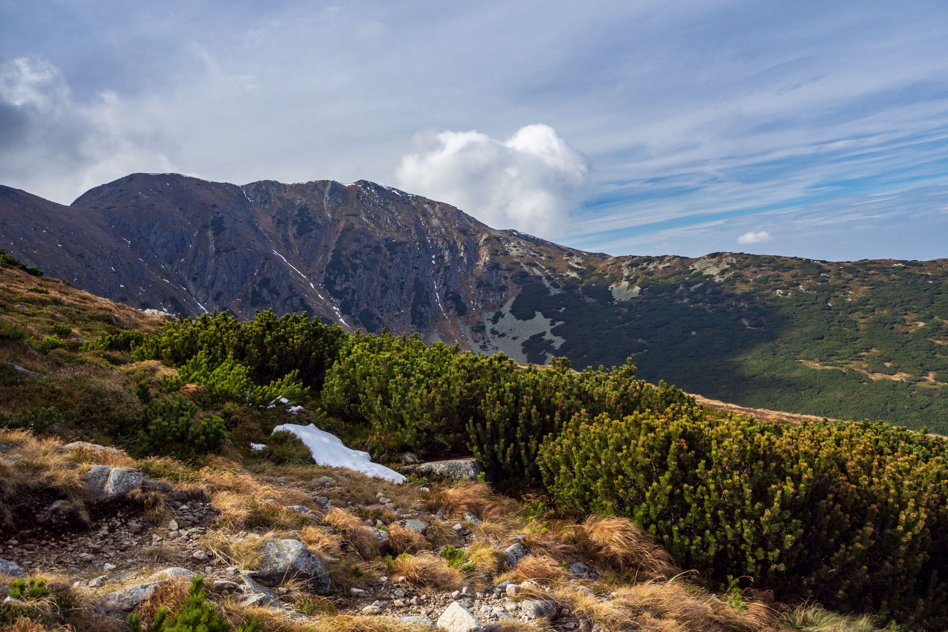 Brestová z Pod Spálenej (Západné Tatry)