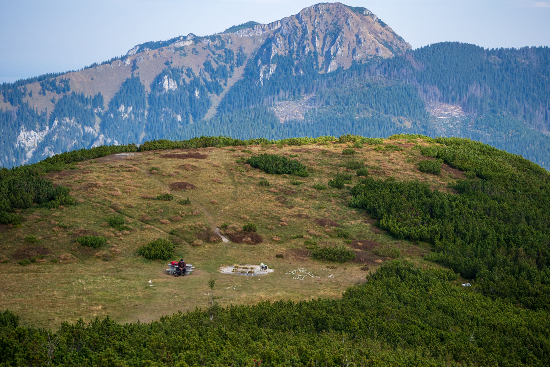 Brestová z Pod Spálenej (Západné Tatry)