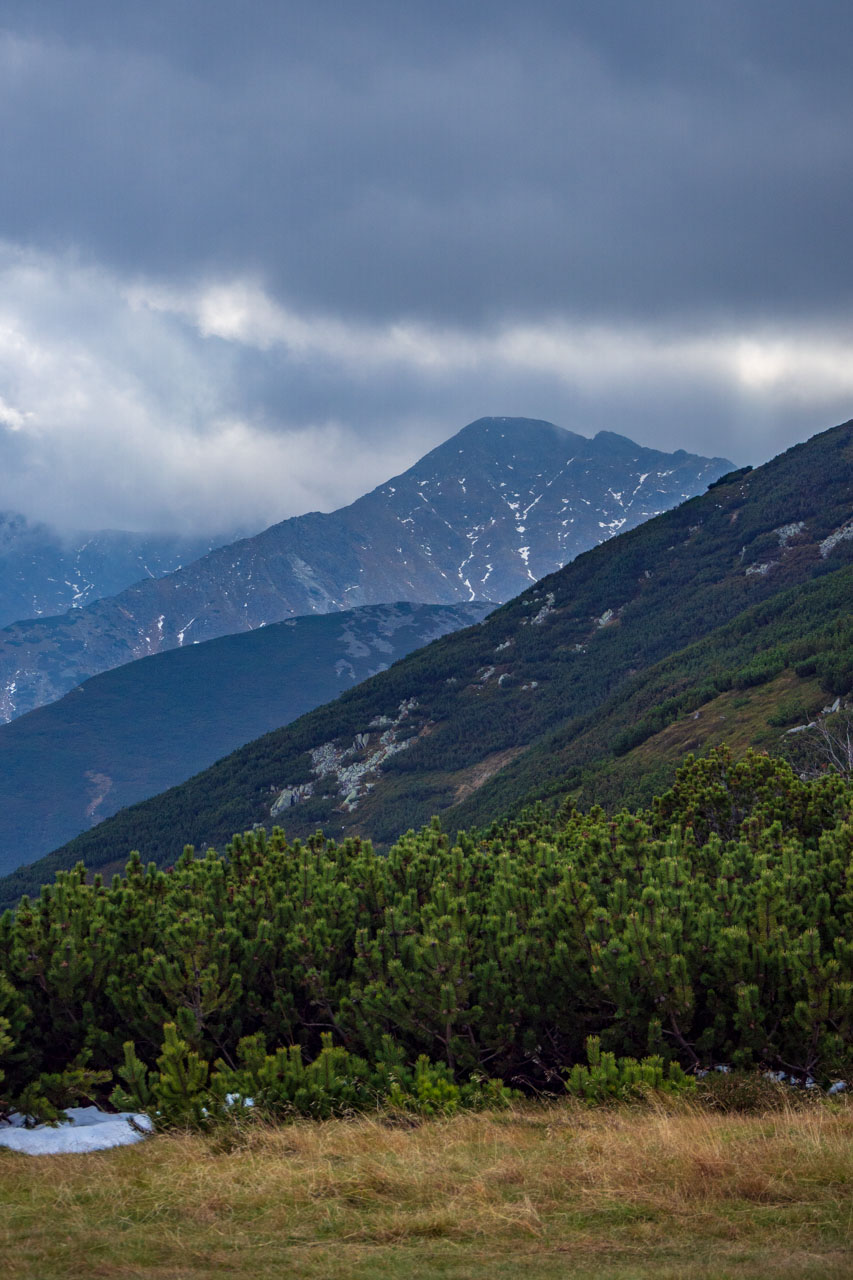 Brestová z Pod Spálenej (Západné Tatry)