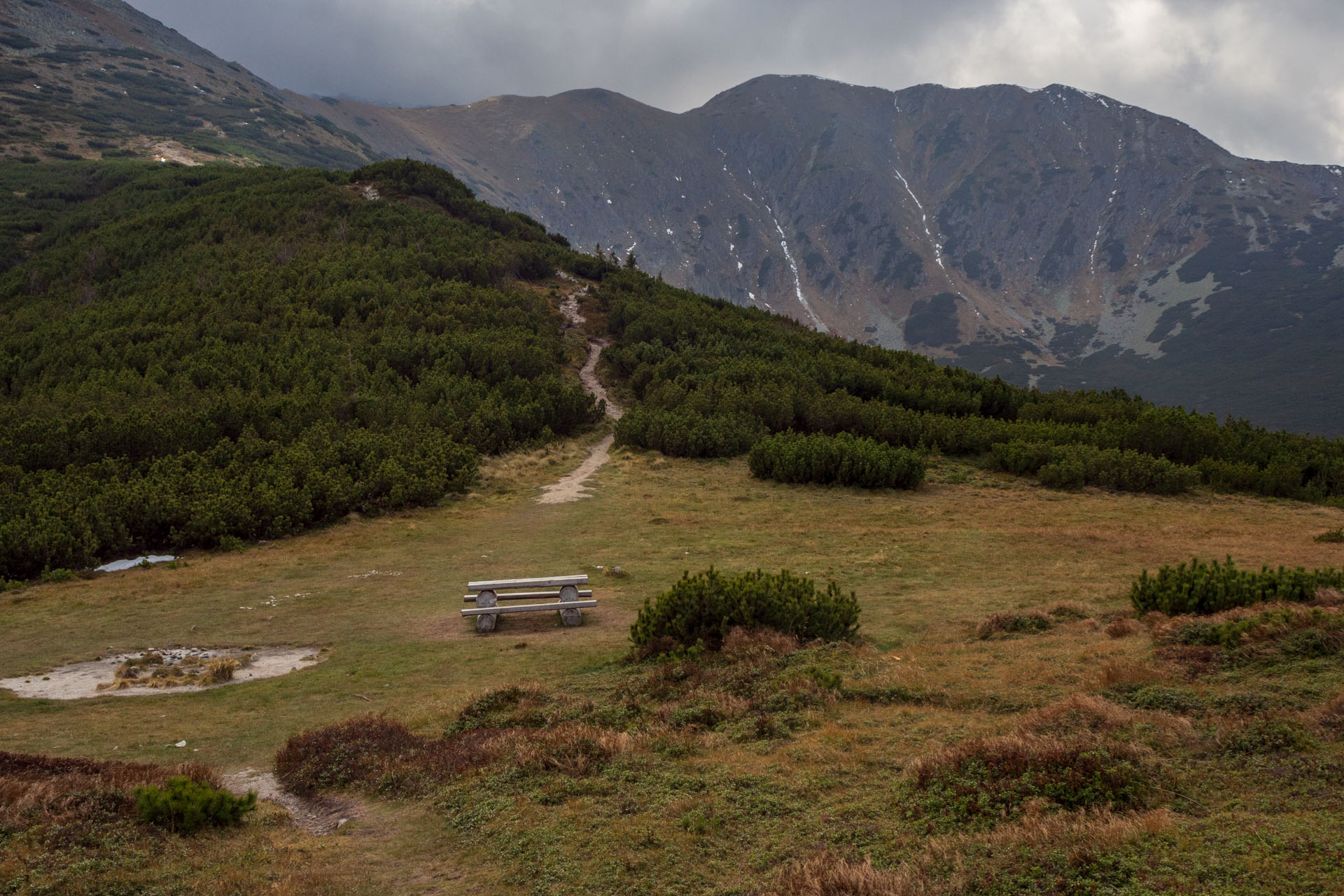 Brestová z Pod Spálenej (Západné Tatry)