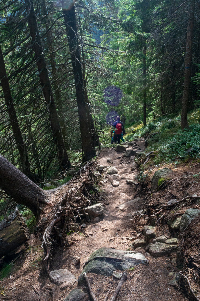 Brestová z Pod Spálenej (Západné Tatry)