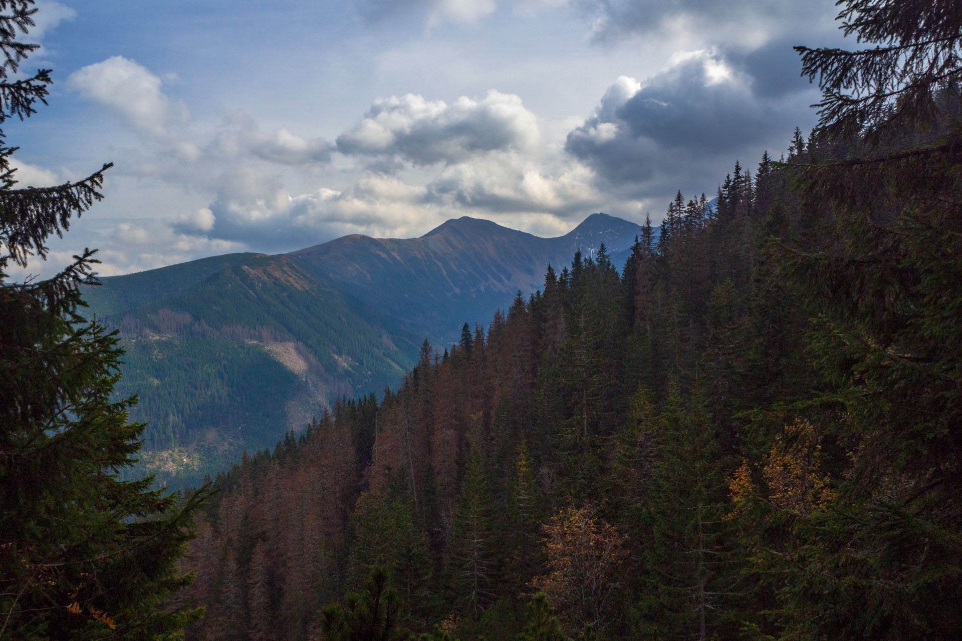 Brestová z Pod Spálenej (Západné Tatry)