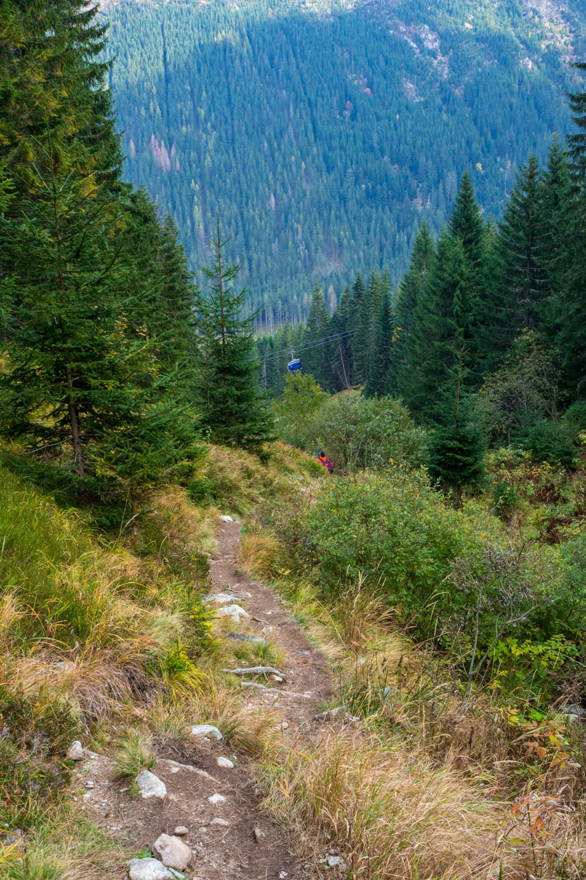 Brestová z Pod Spálenej (Západné Tatry)