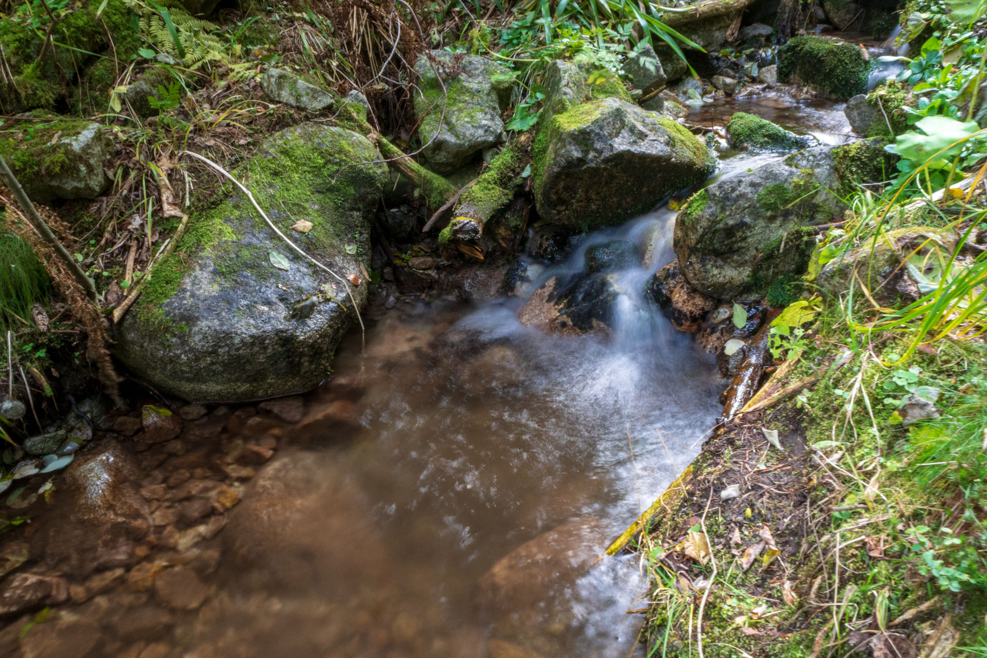 Brestová z Pod Spálenej (Západné Tatry)