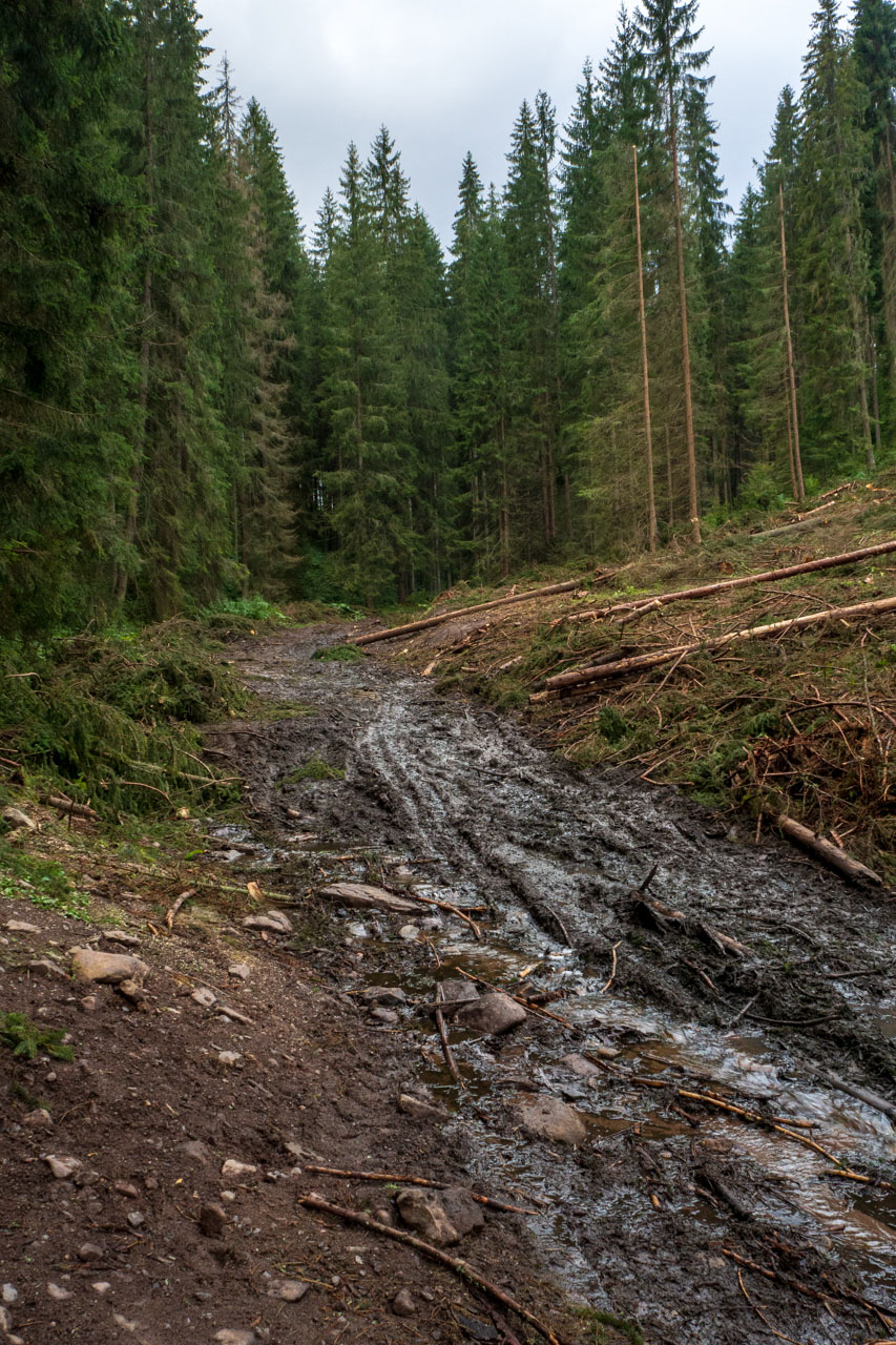 Čučoriedkový deň a Panská hoľa z Pred Soľankou (Nízke Tatry)