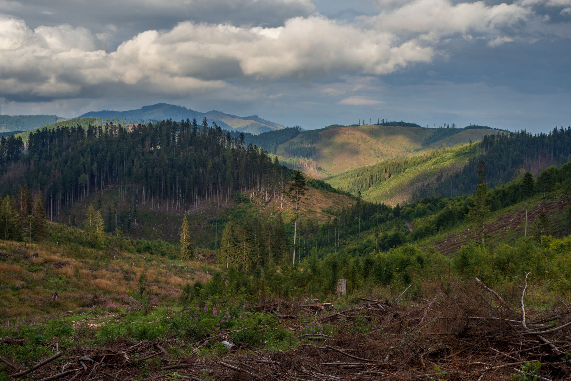 Čučoriedkový deň a Panská hoľa z Pred Soľankou (Nízke Tatry)