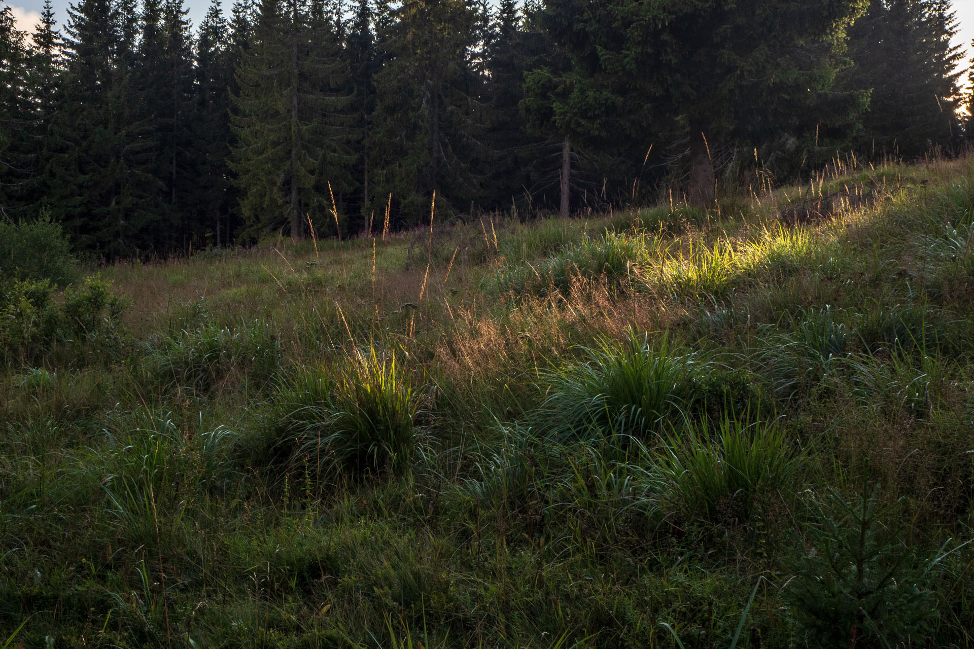 Čučoriedkový deň a Panská hoľa z Pred Soľankou (Nízke Tatry)