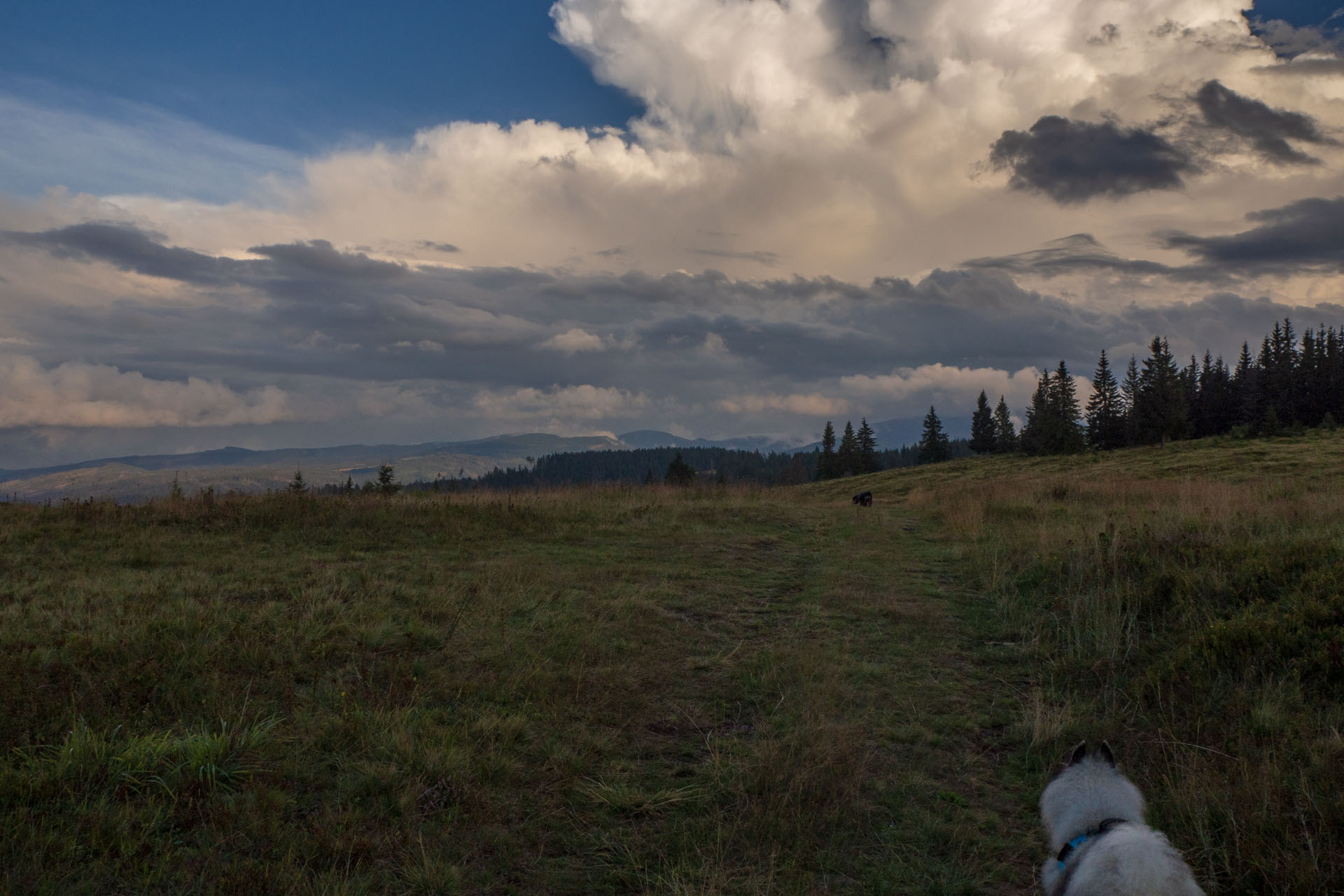 Čučoriedkový deň a Panská hoľa z Pred Soľankou (Nízke Tatry)