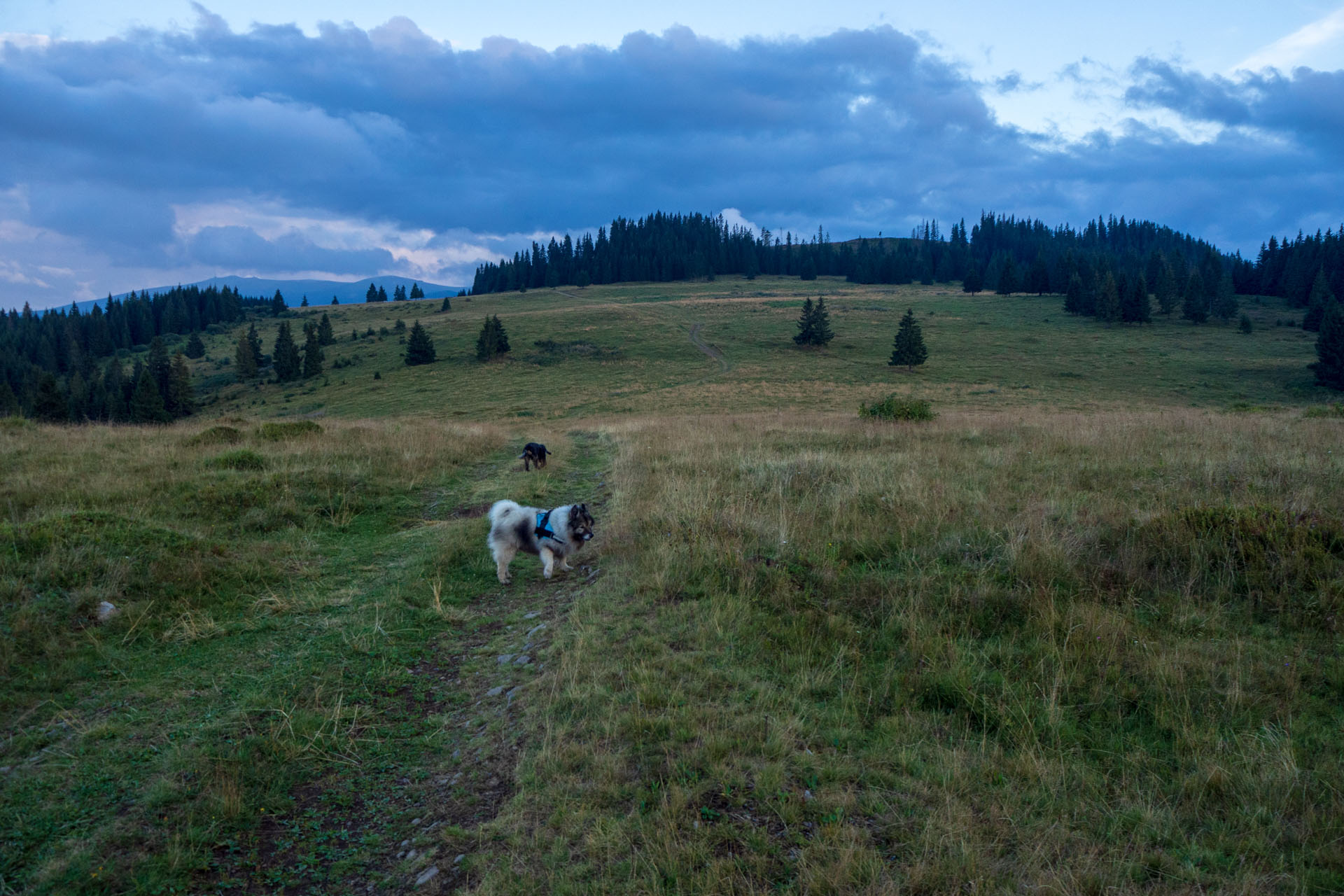 Čučoriedkový deň a Panská hoľa z Pred Soľankou (Nízke Tatry)