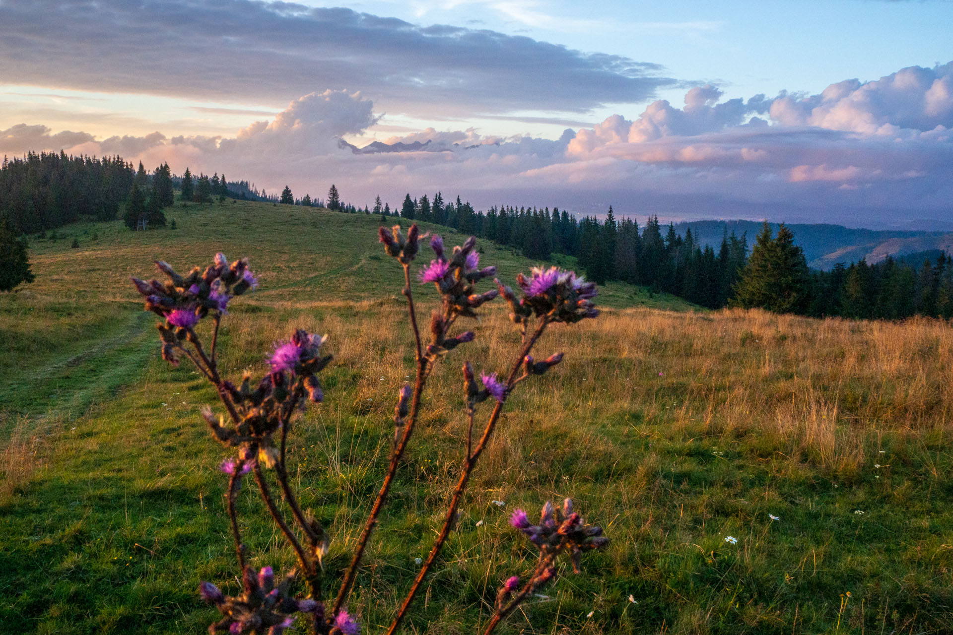 Čučoriedkový deň a Panská hoľa z Pred Soľankou (Nízke Tatry)