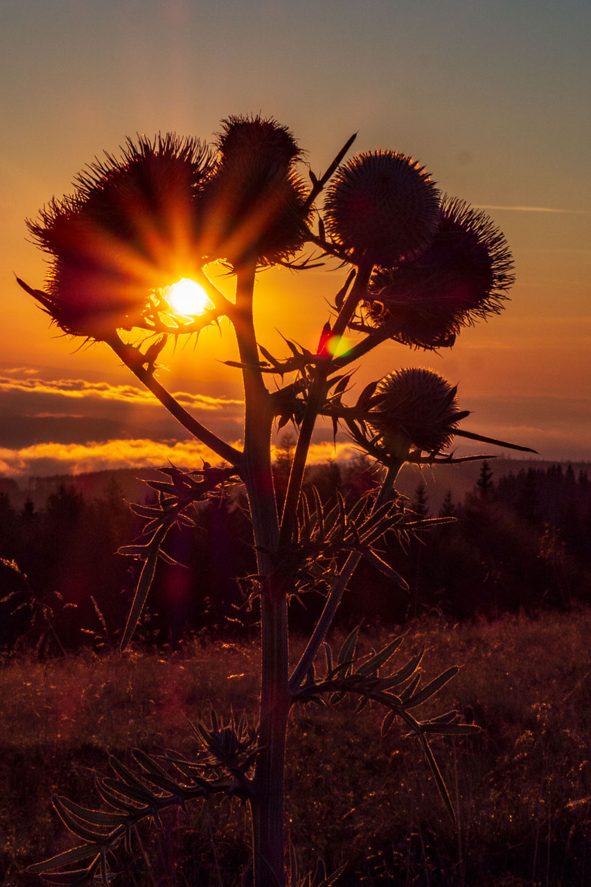 Čučoriedkový deň a Panská hoľa z Pred Soľankou (Nízke Tatry)