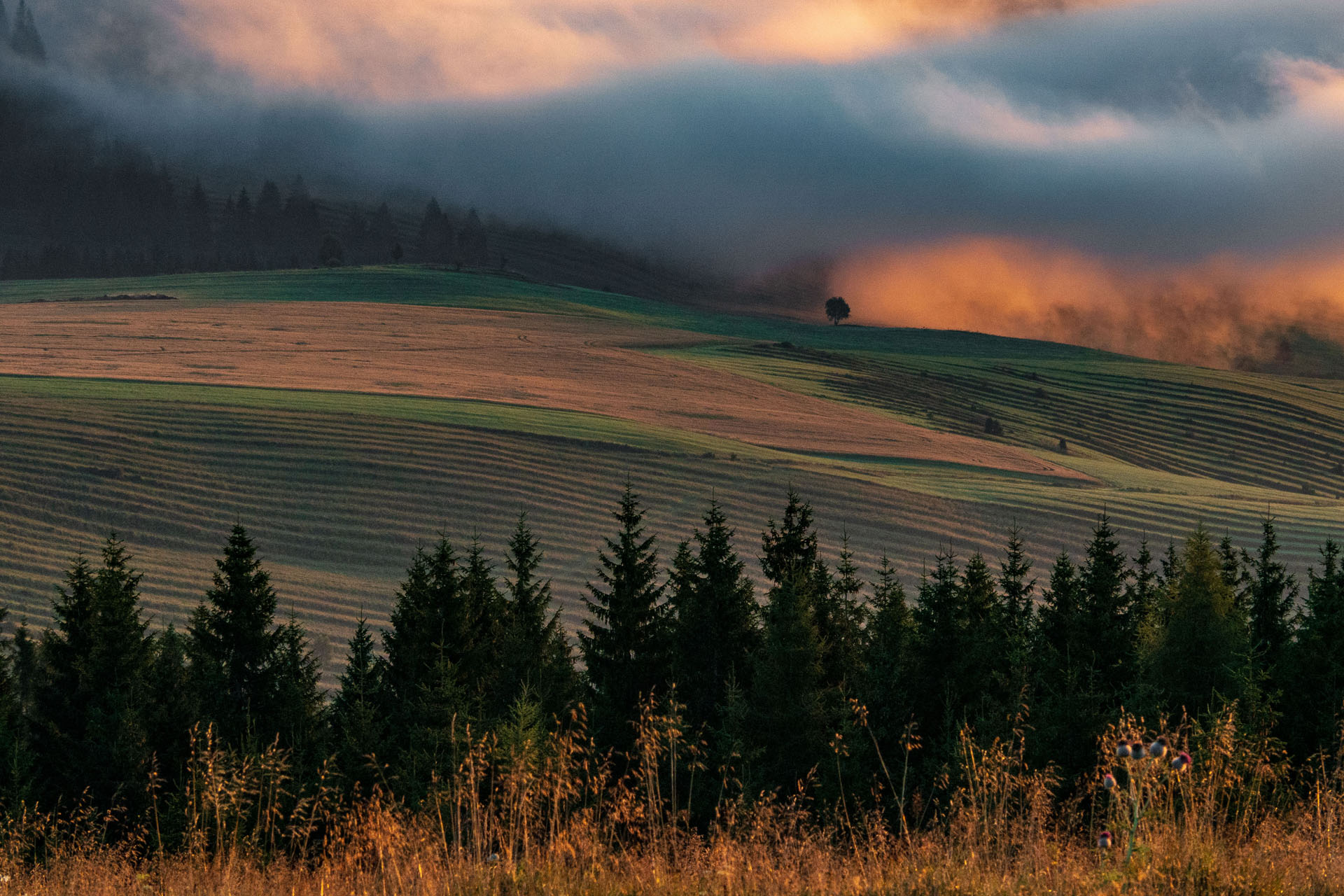 Čučoriedkový deň a Panská hoľa z Pred Soľankou (Nízke Tatry)