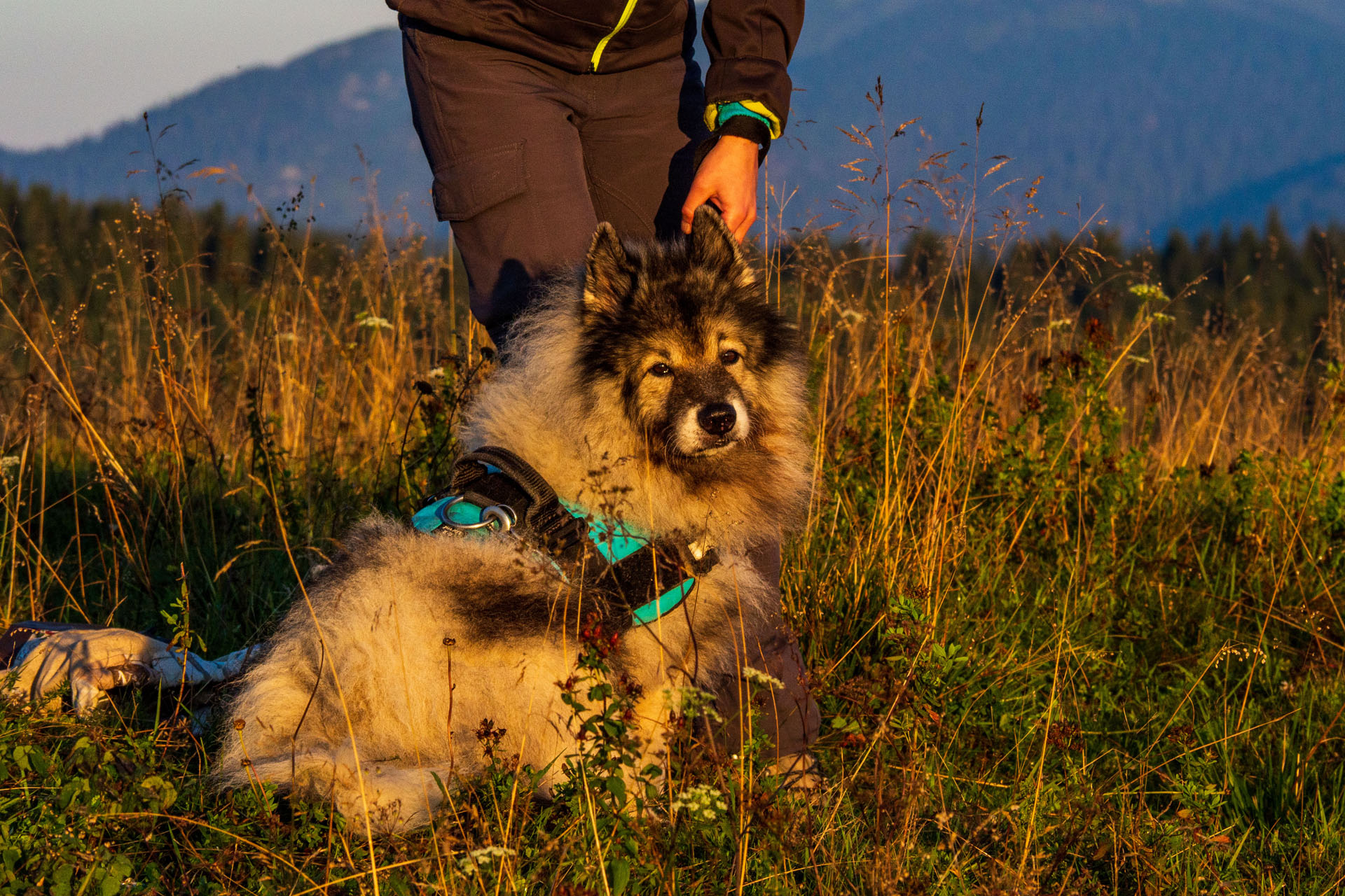 Čučoriedkový deň a Panská hoľa z Pred Soľankou (Nízke Tatry)