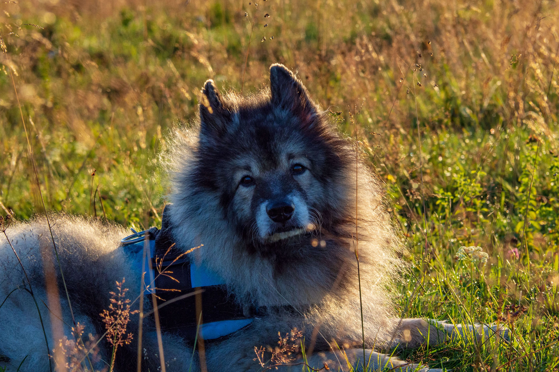 Čučoriedkový deň a Panská hoľa z Pred Soľankou (Nízke Tatry)