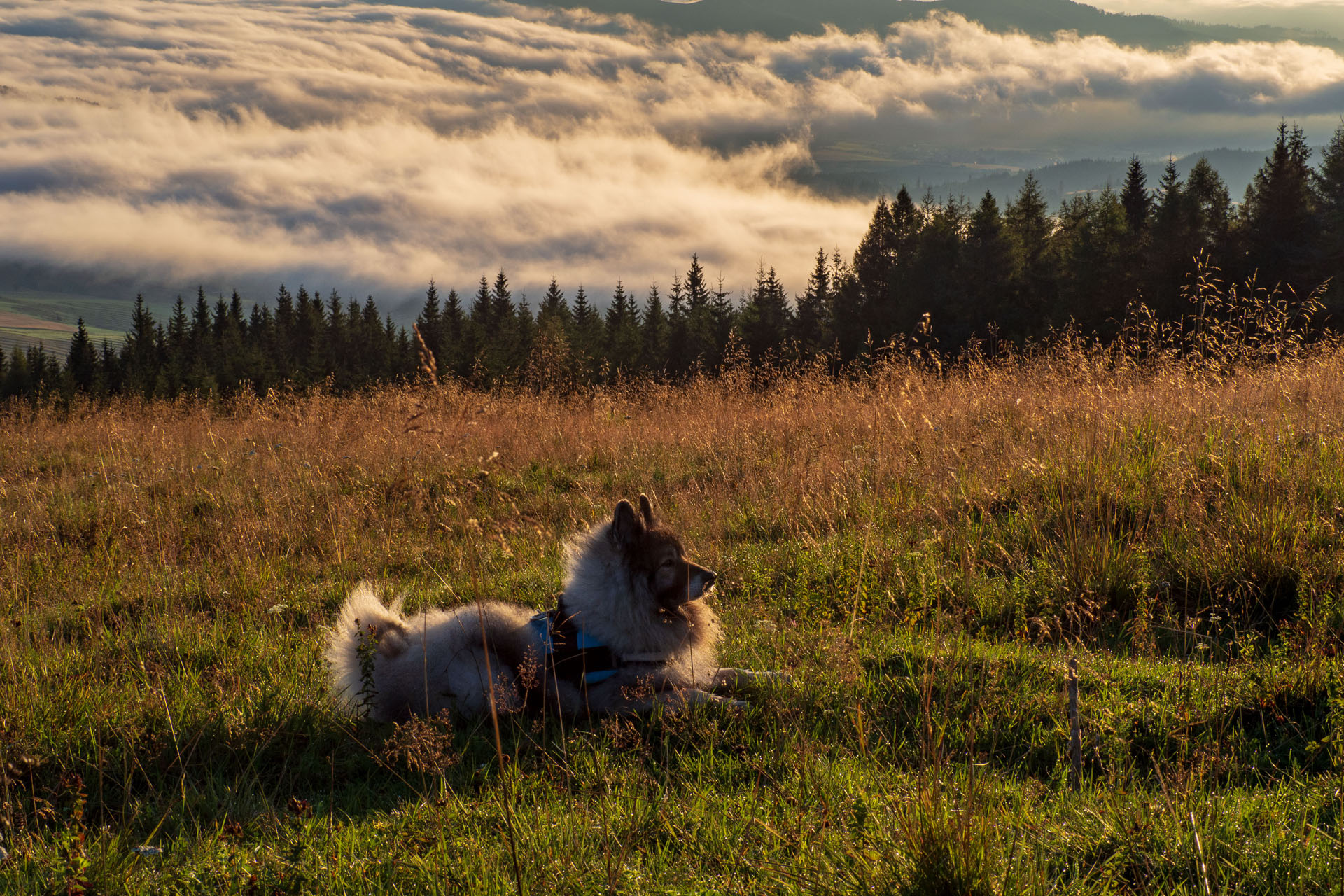 Čučoriedkový deň a Panská hoľa z Pred Soľankou (Nízke Tatry)