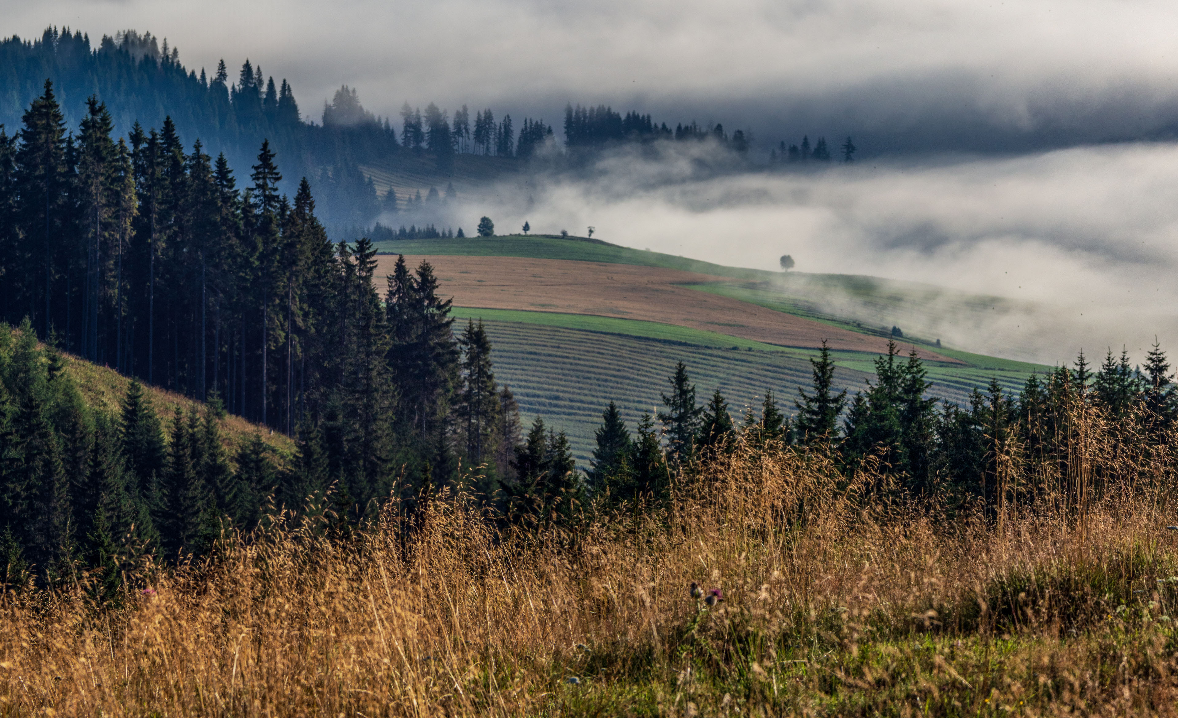 Čučoriedkový deň a Panská hoľa z Pred Soľankou (Nízke Tatry)